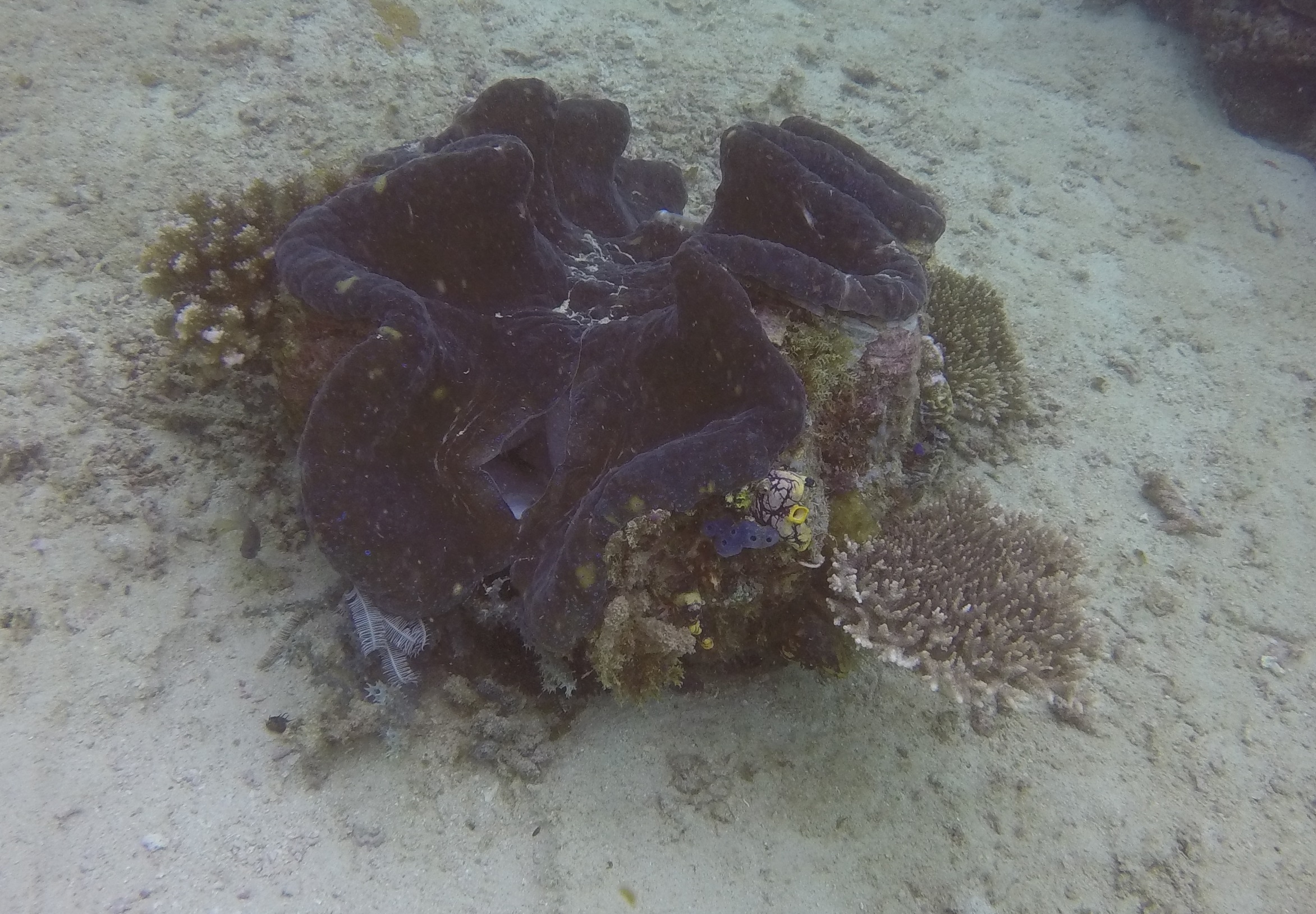 35  Giant Clam At Manila Channel