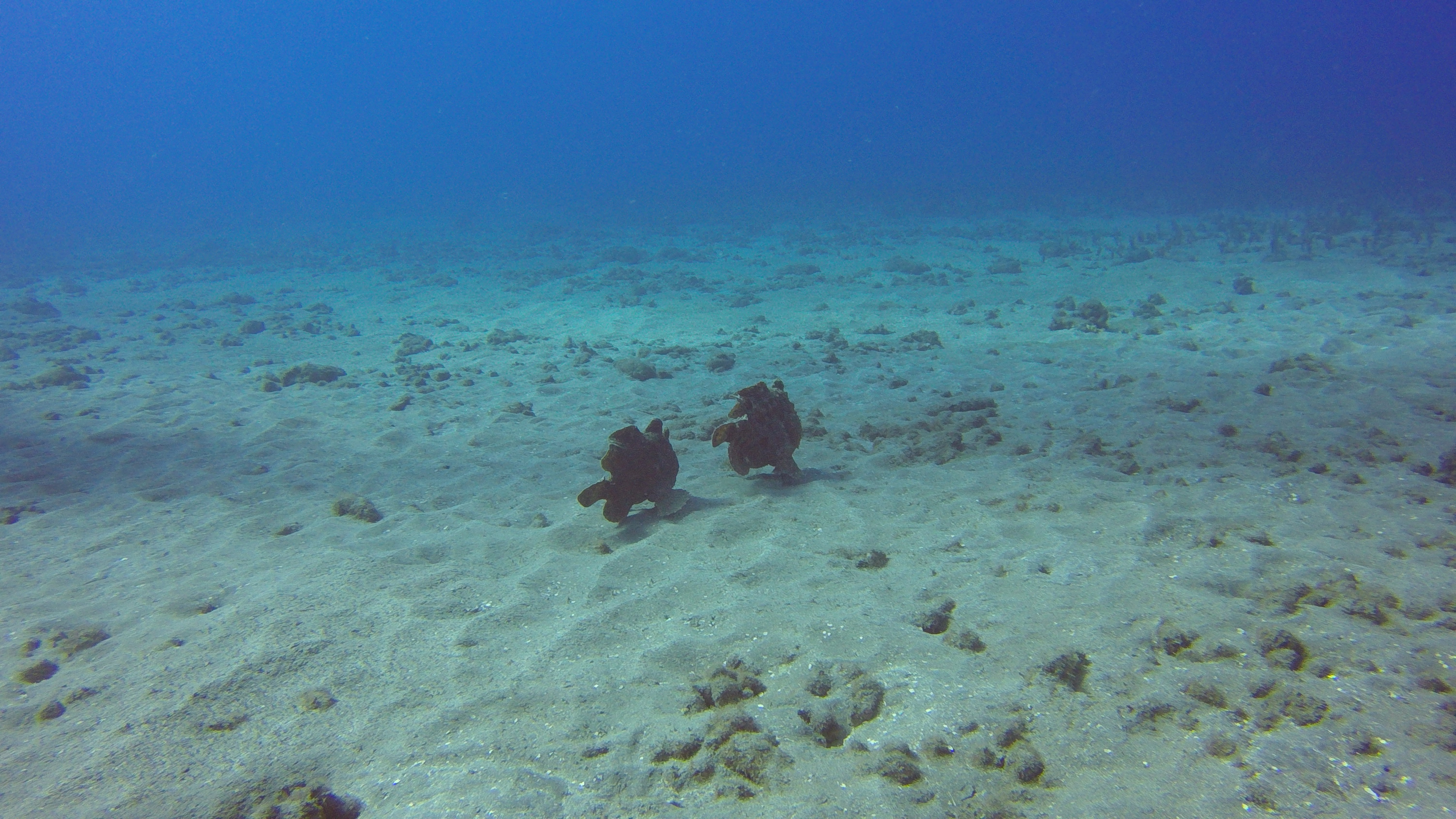 36 Frogfish Red Carpet