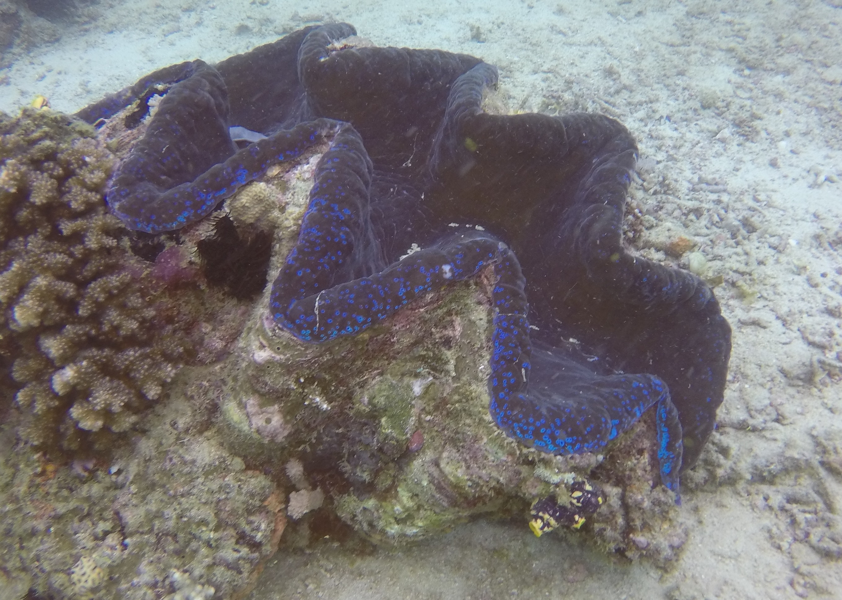 37  Giant Clam
