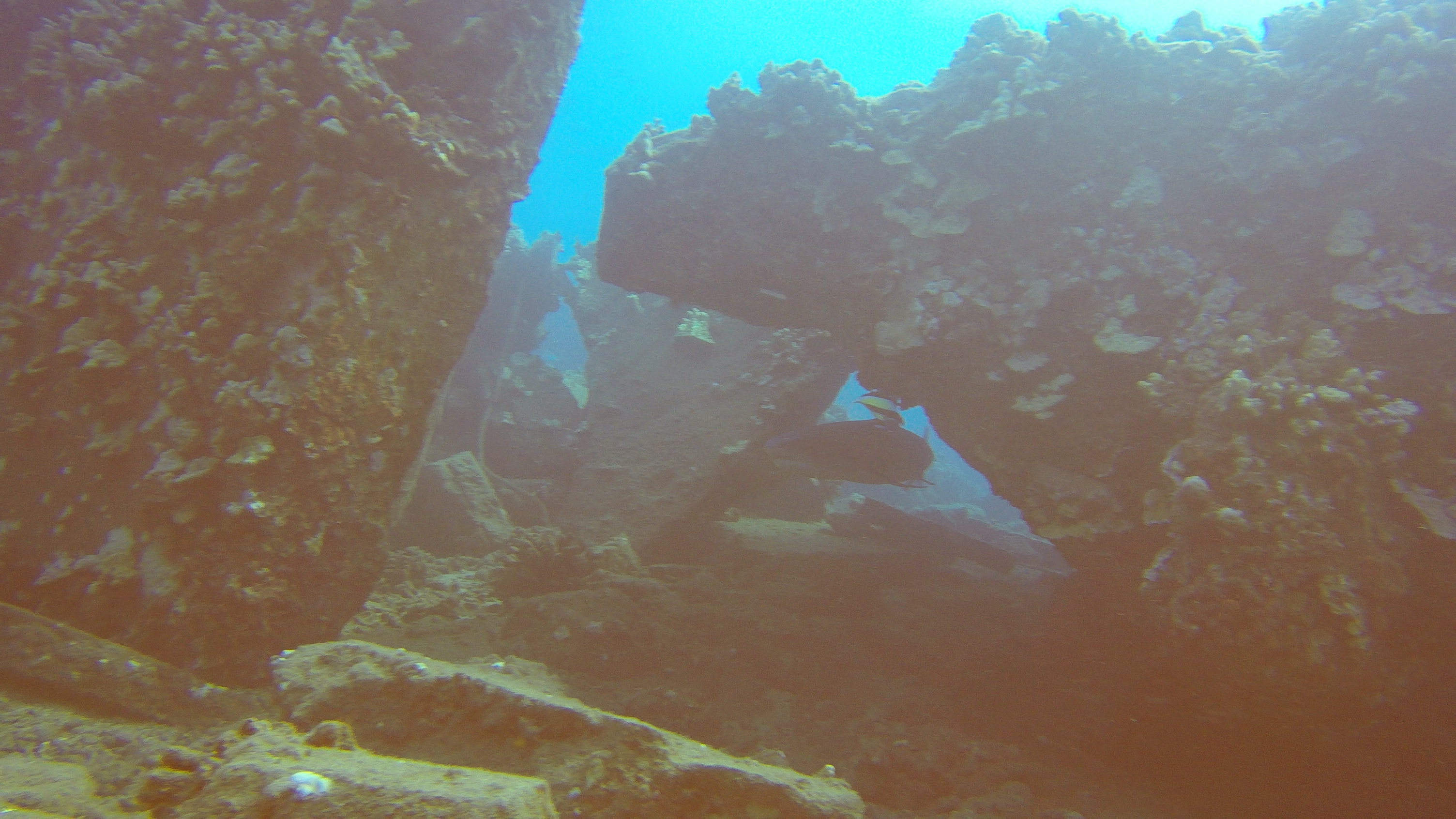 37 White Tip Shark Under Mala Pier