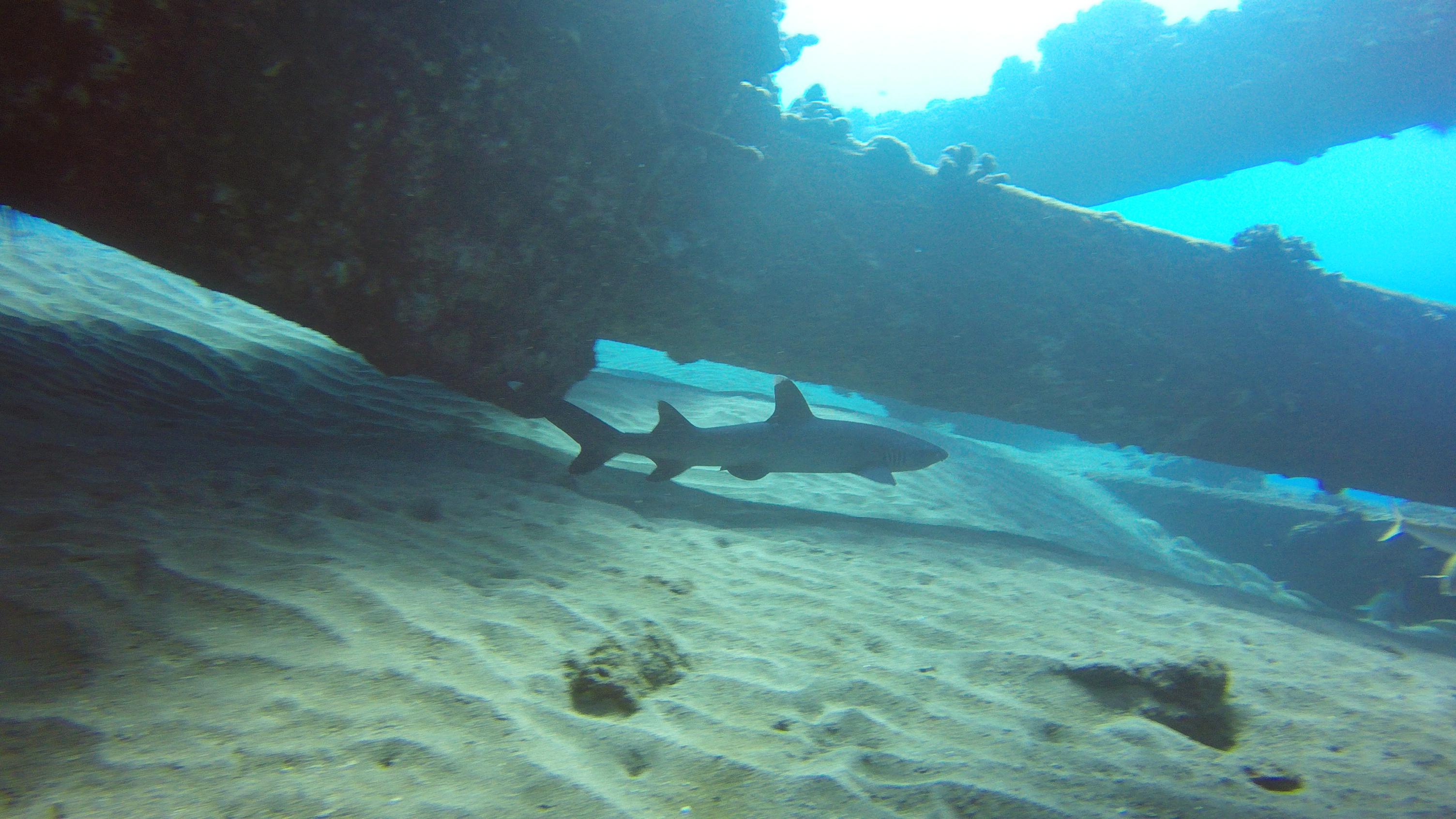 38 White Tip Shark Under Mala Pier