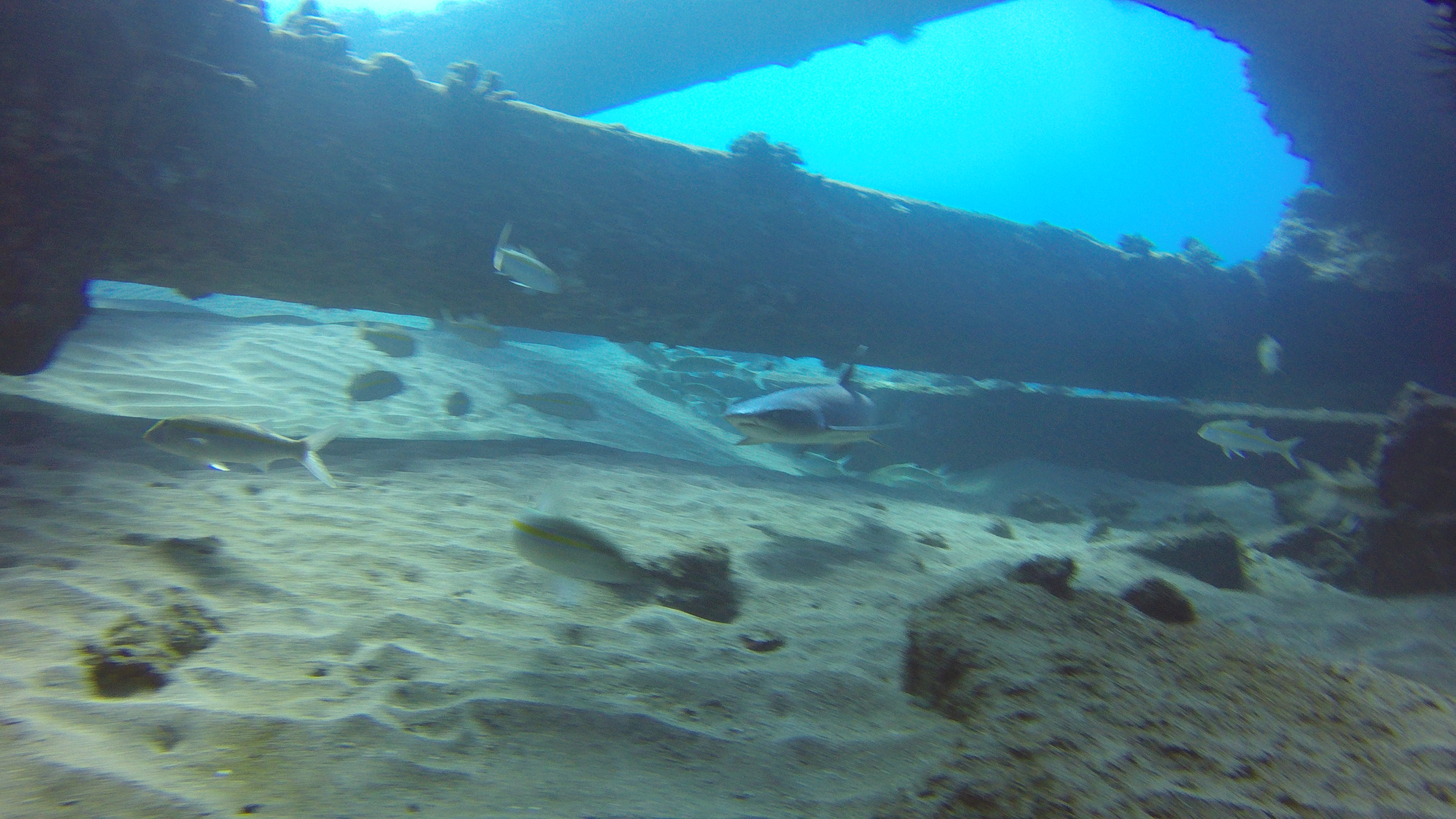 39 White Tip Shark Under Mala Pier