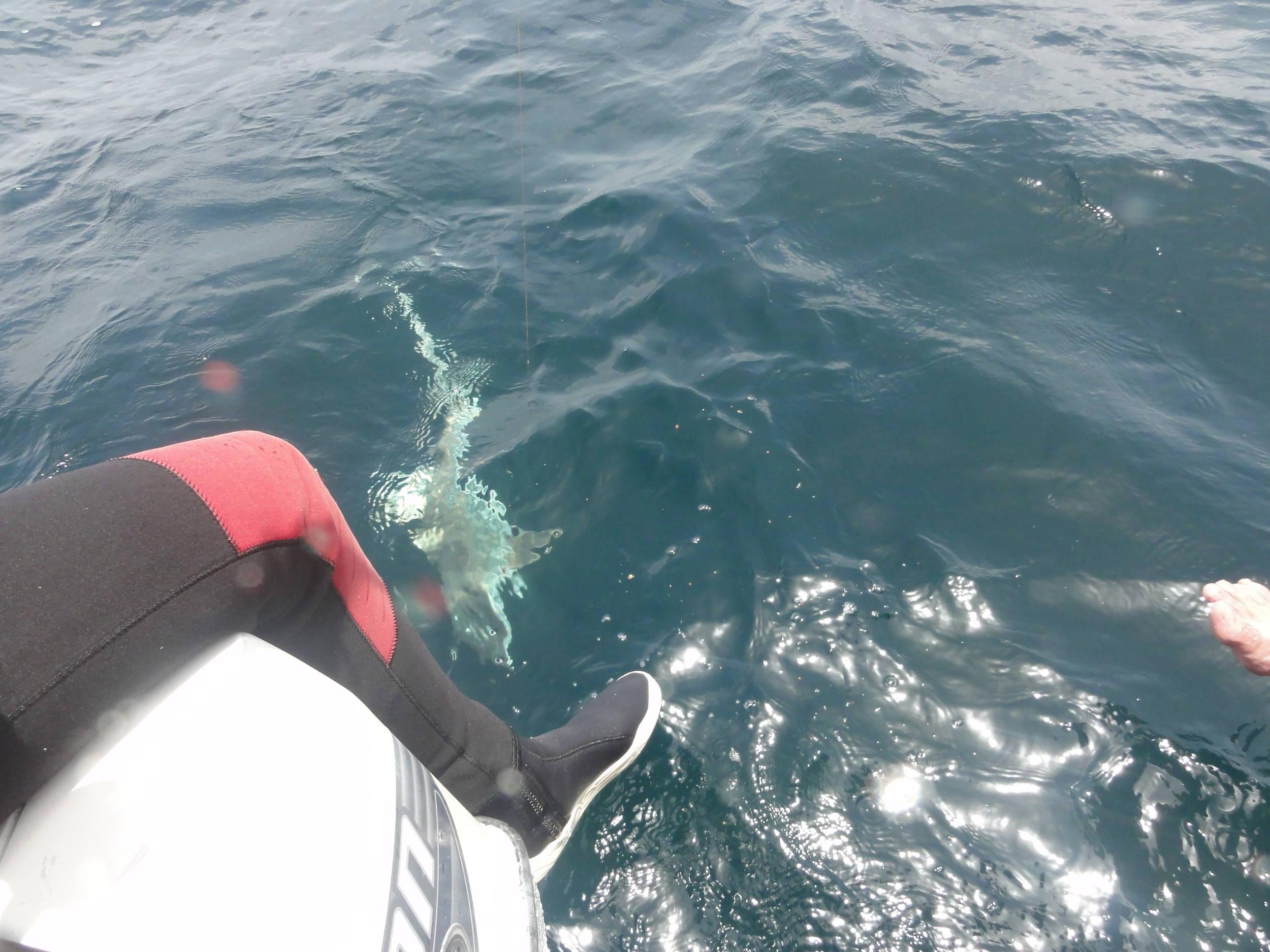 4' blacktip shark