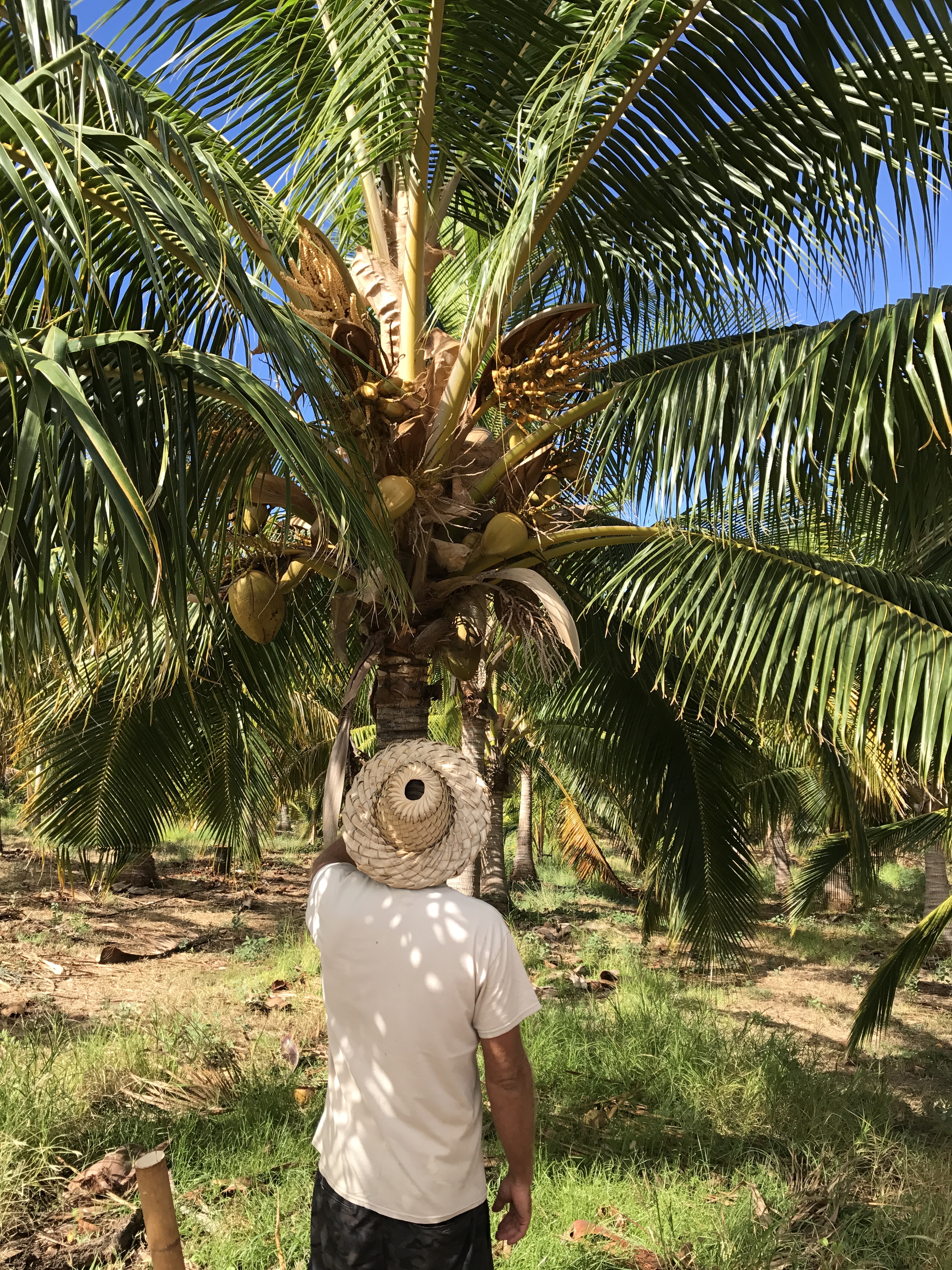 4 Coconut Farm