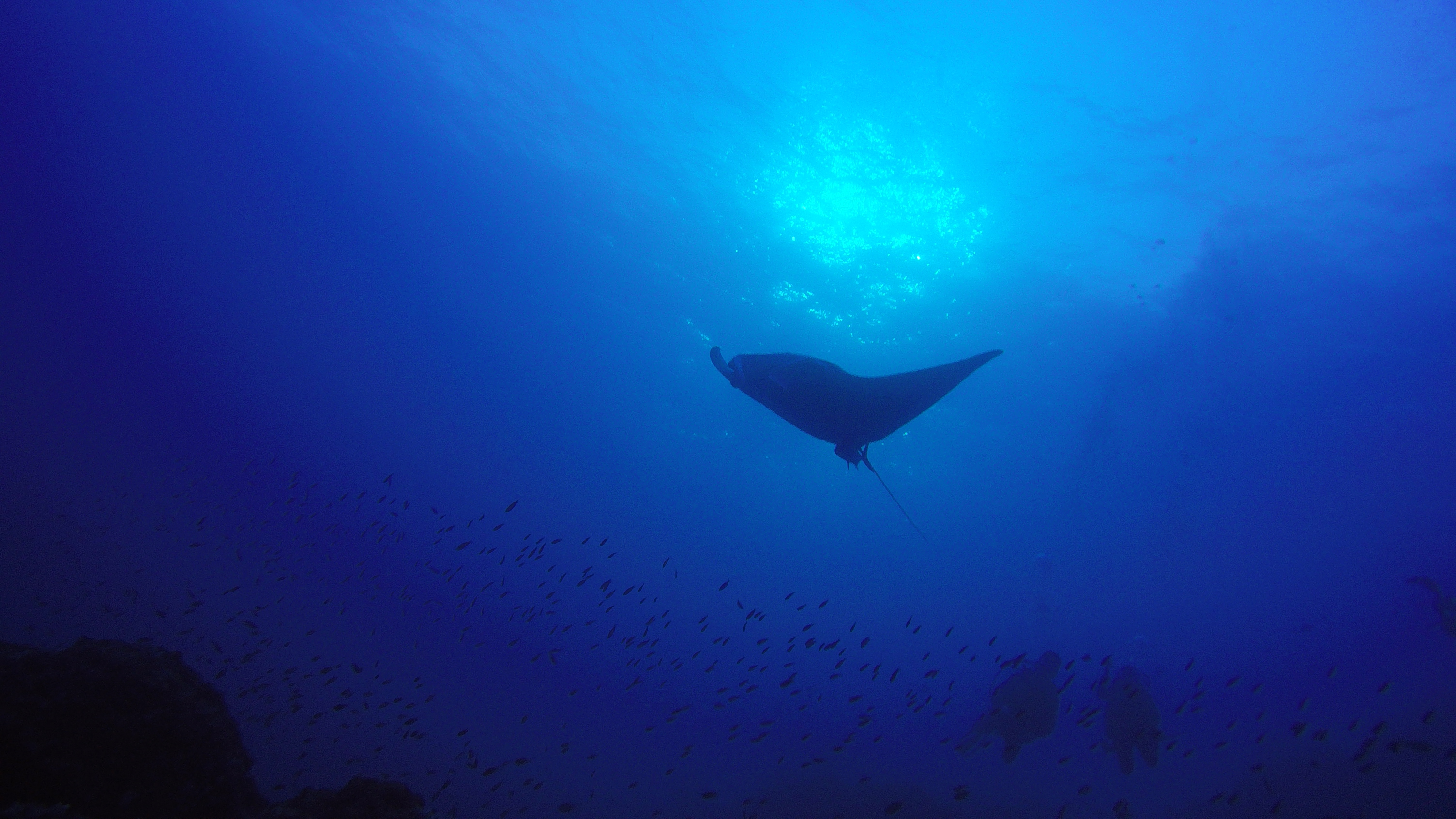 4 Manta On Flower Garden Banks
