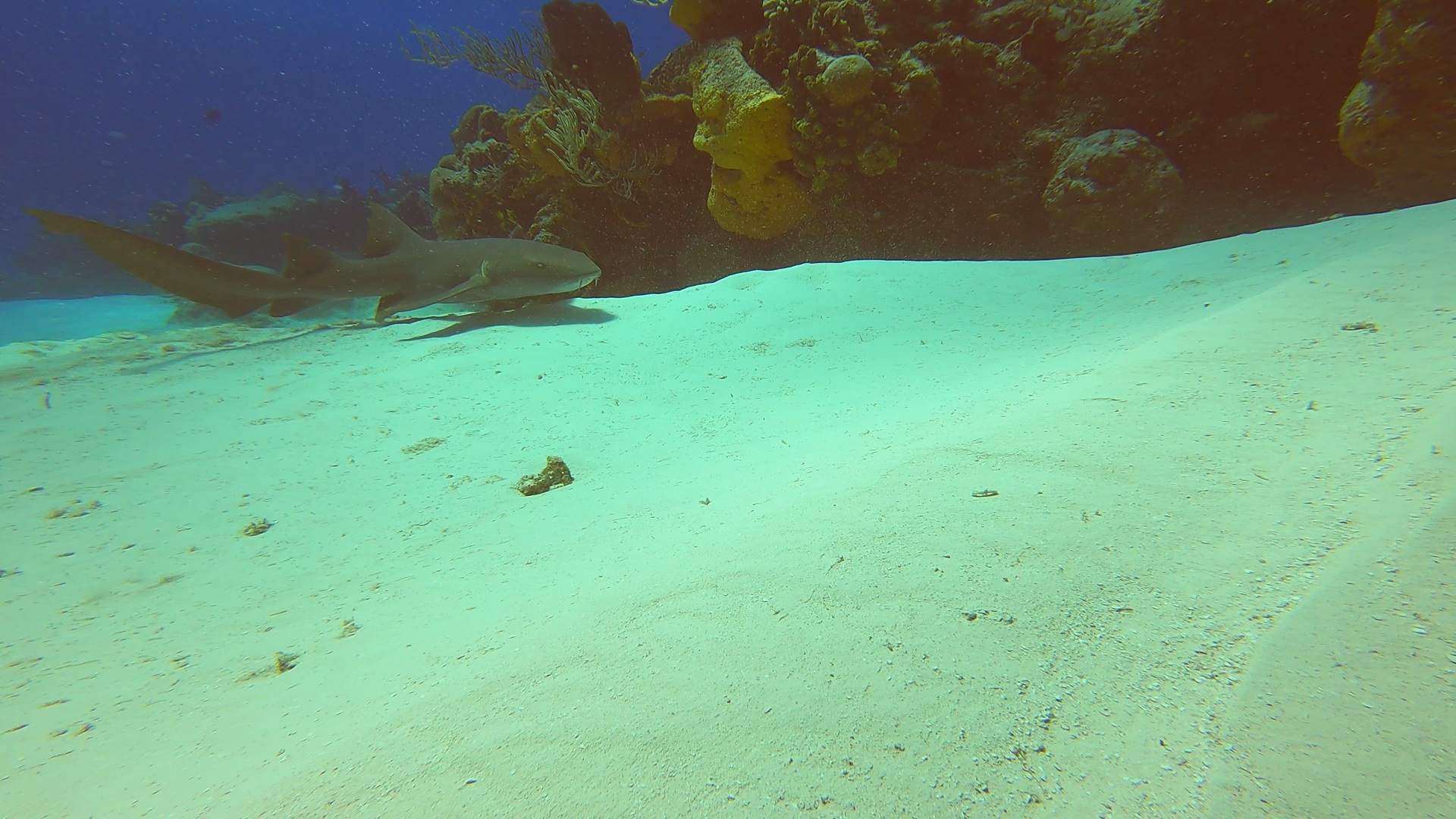 4 - Shark on the sandbar