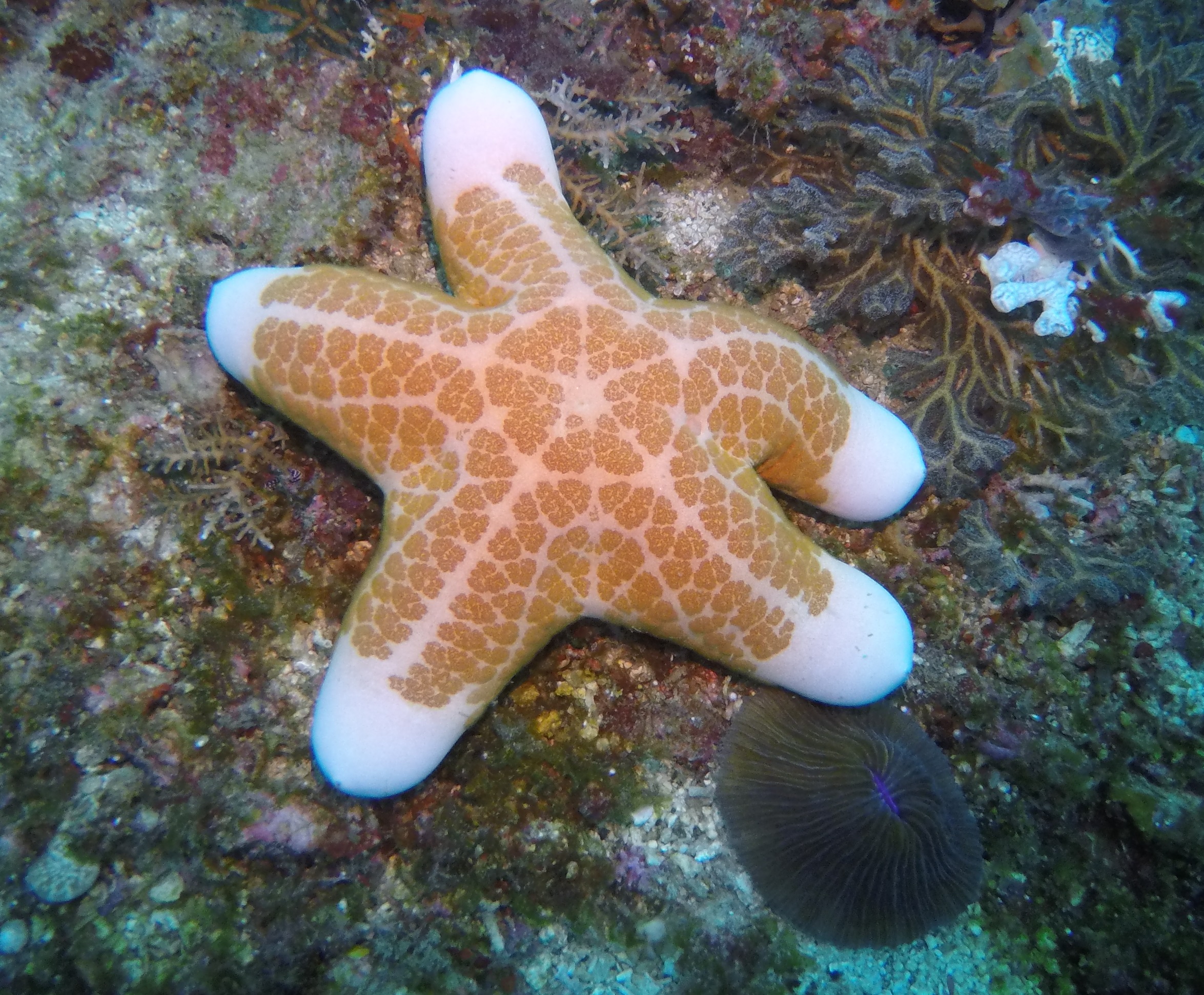 40  Starfish