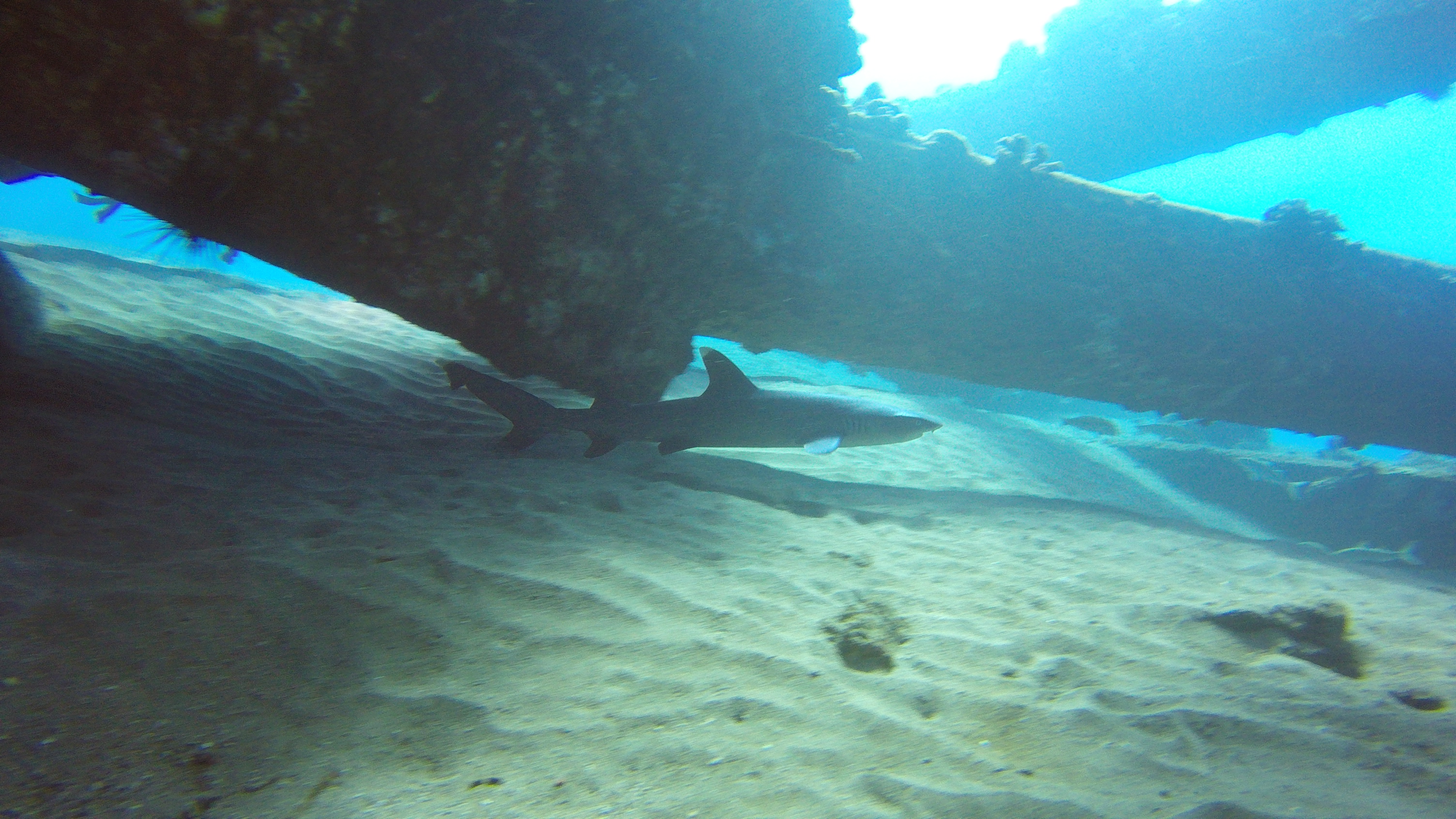 40 White Tip Shark Under Mala Pier