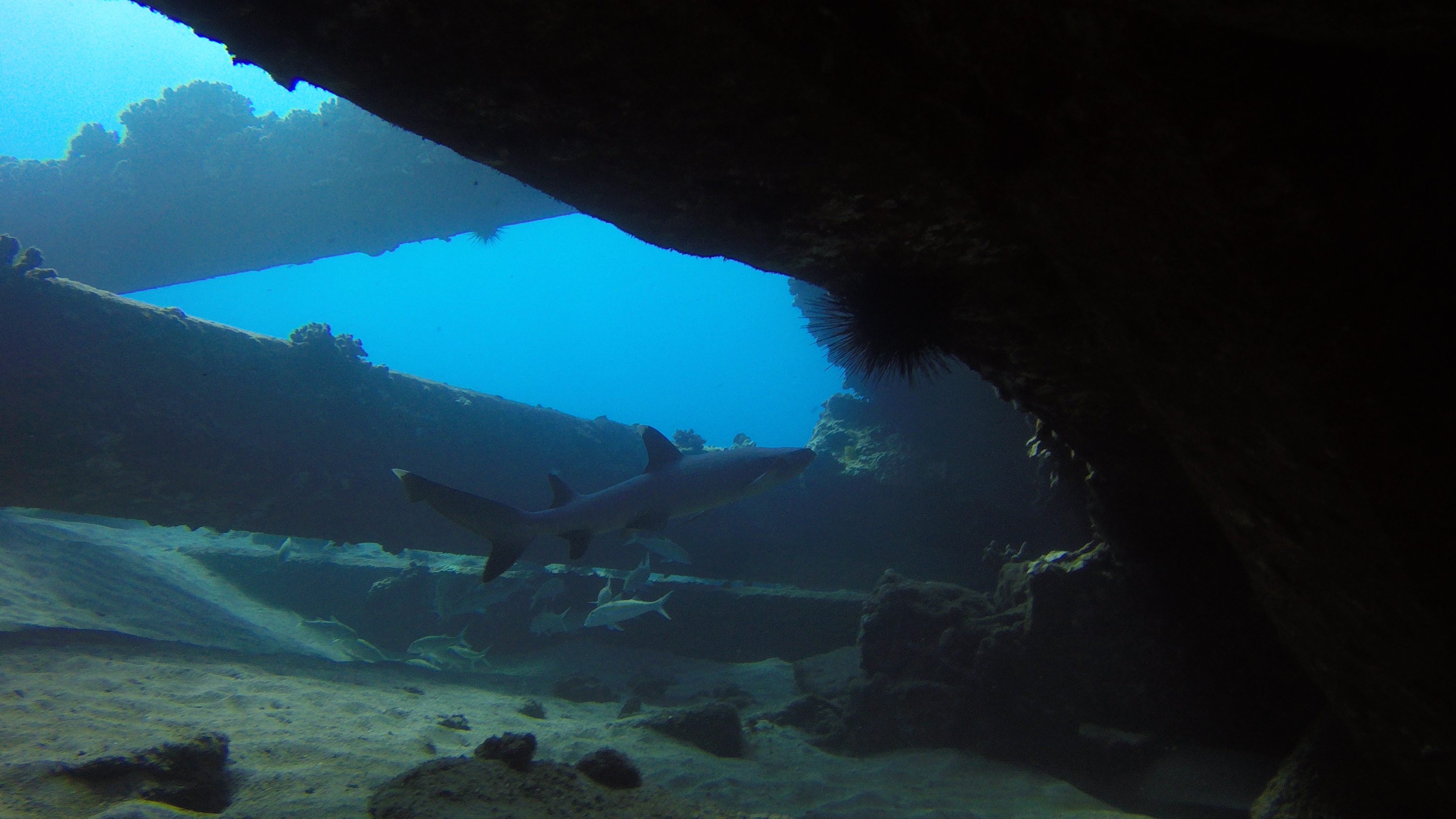 41 White Tip Shark Under Mala Pier