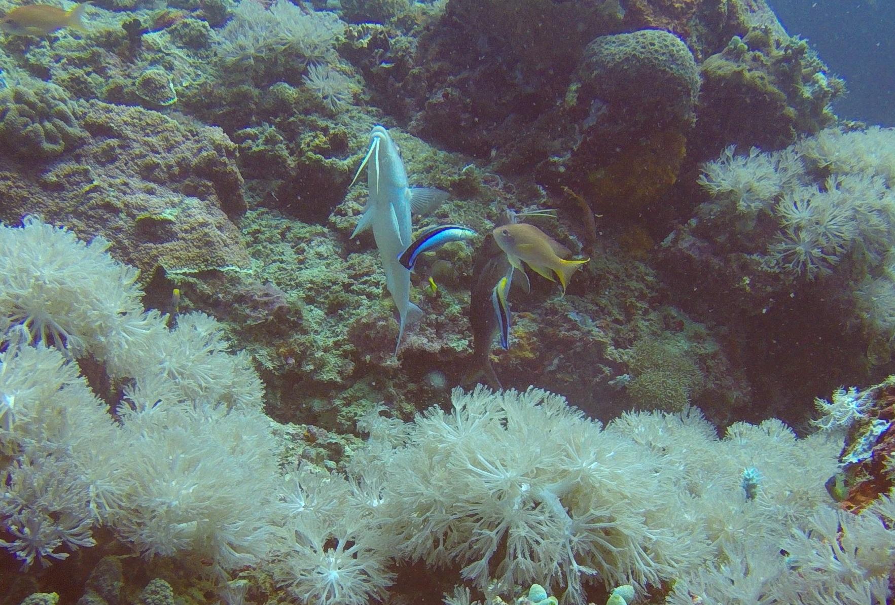 45  Cleaning Station