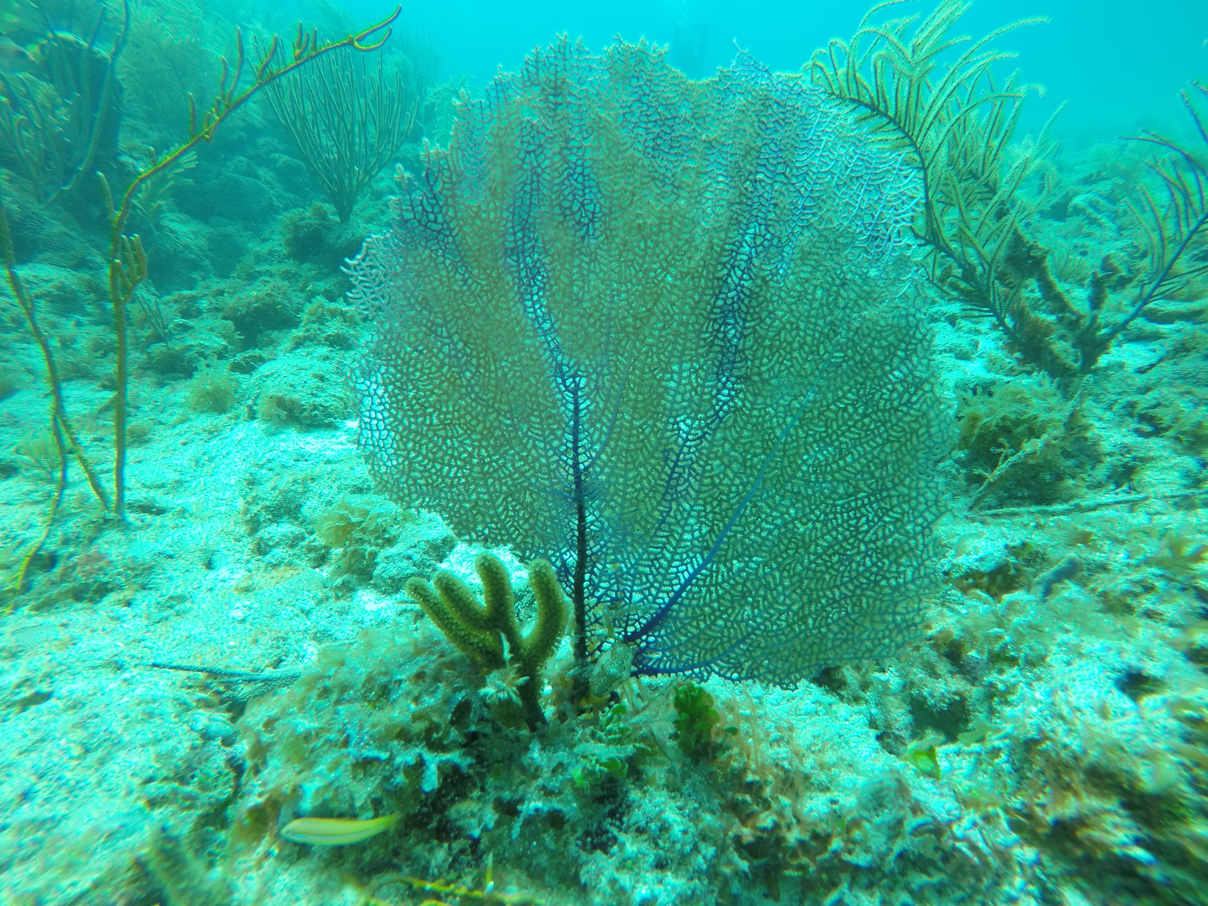 46 - Gorgonian