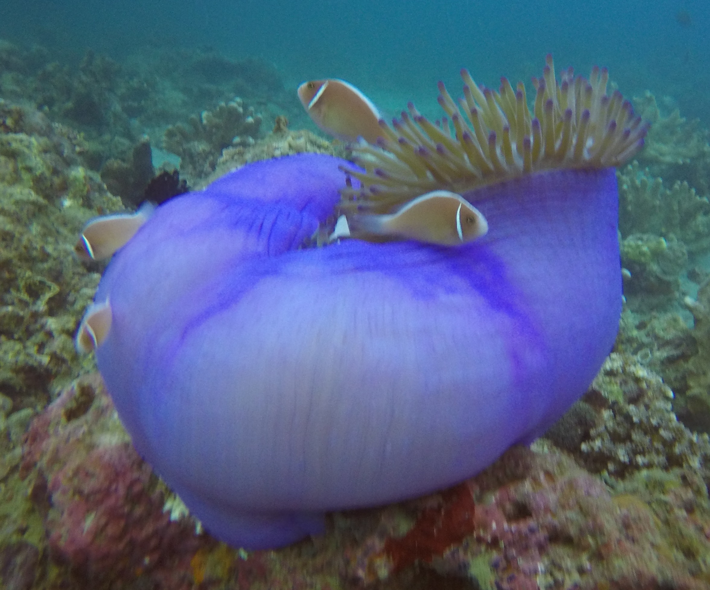 49  Clown Fish Locked Out