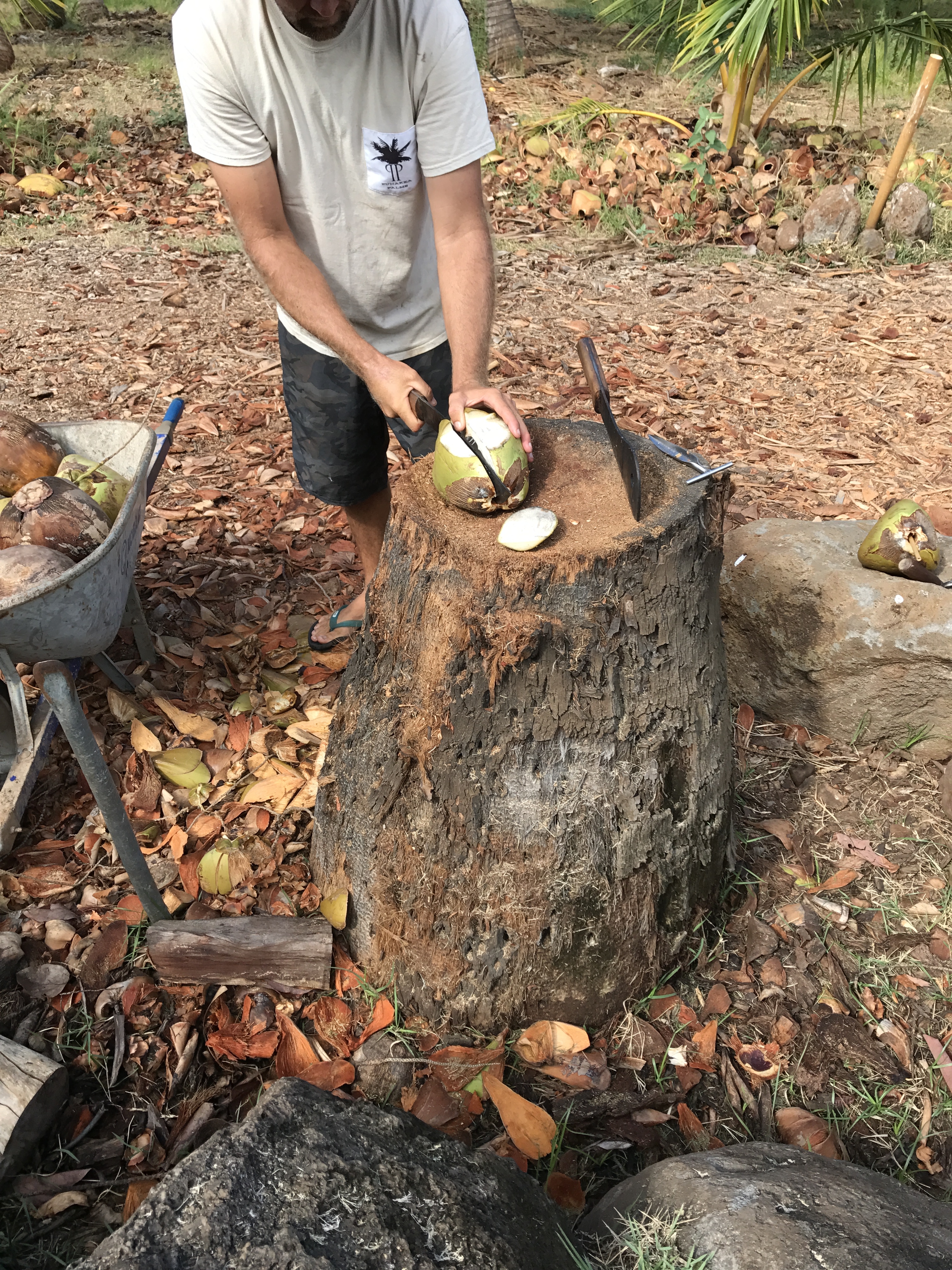 5 Coconut Farm