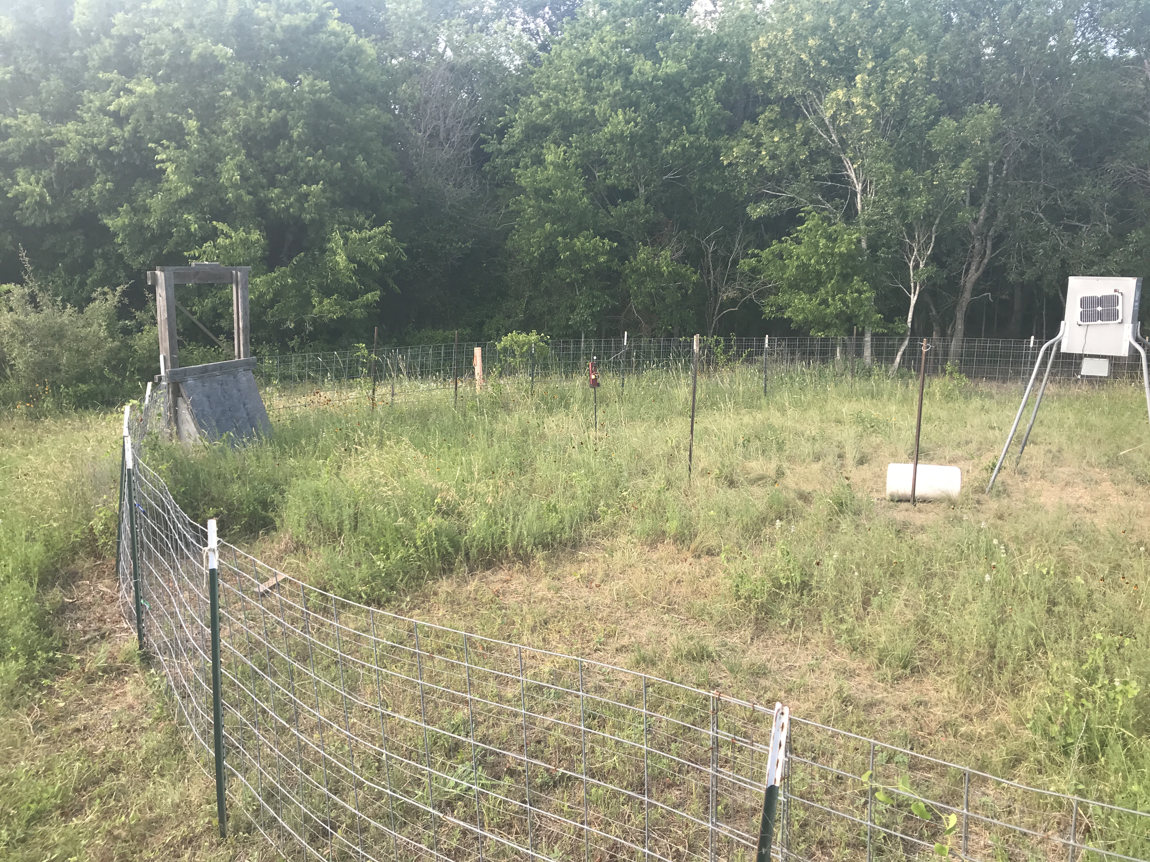 5 - Hog Trap
