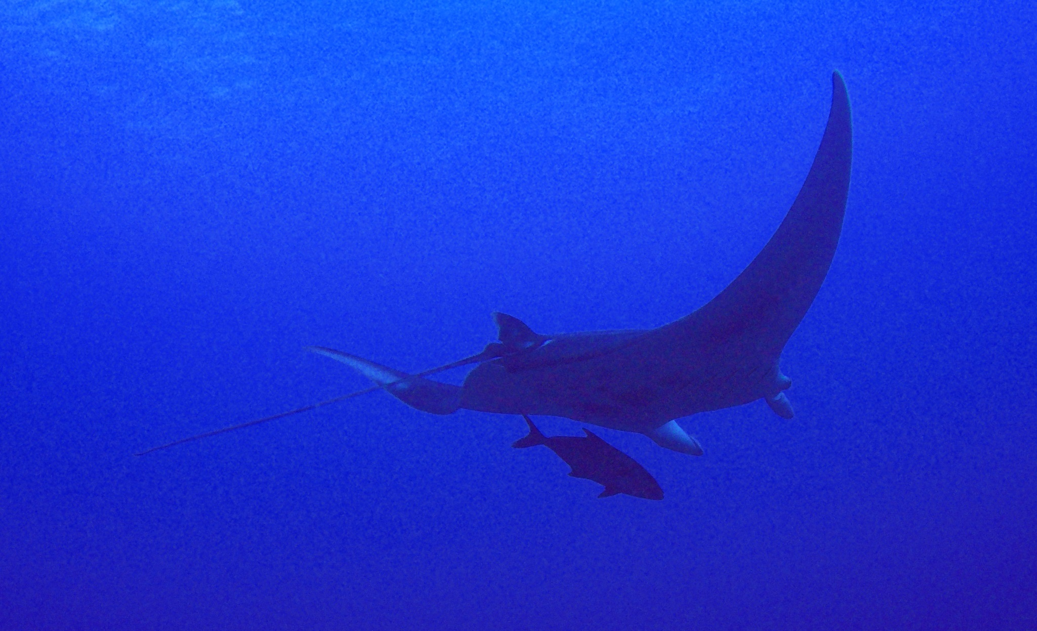 5 Manta On Flower Garden Banks