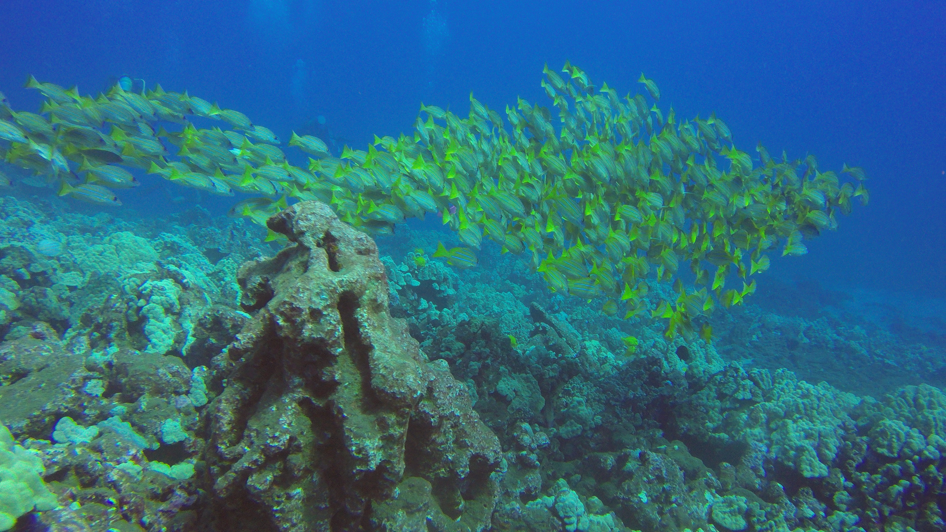 5 Shoal