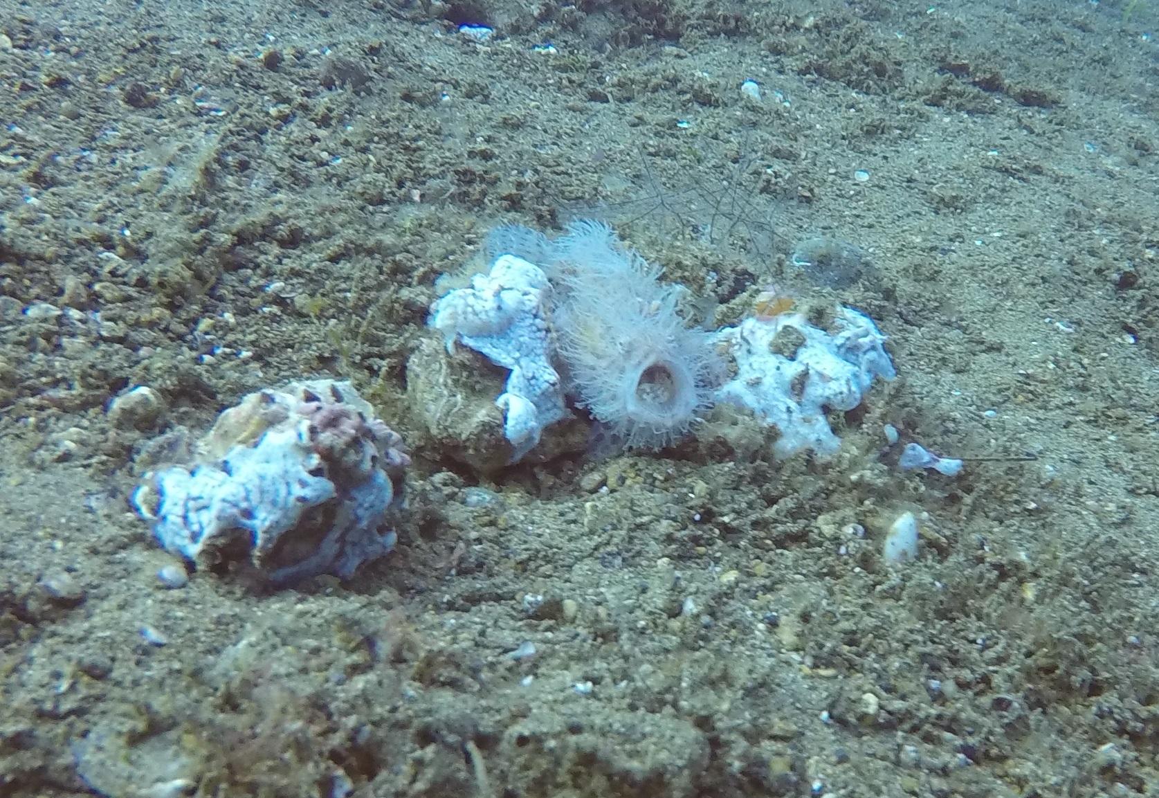 50 Frogfish