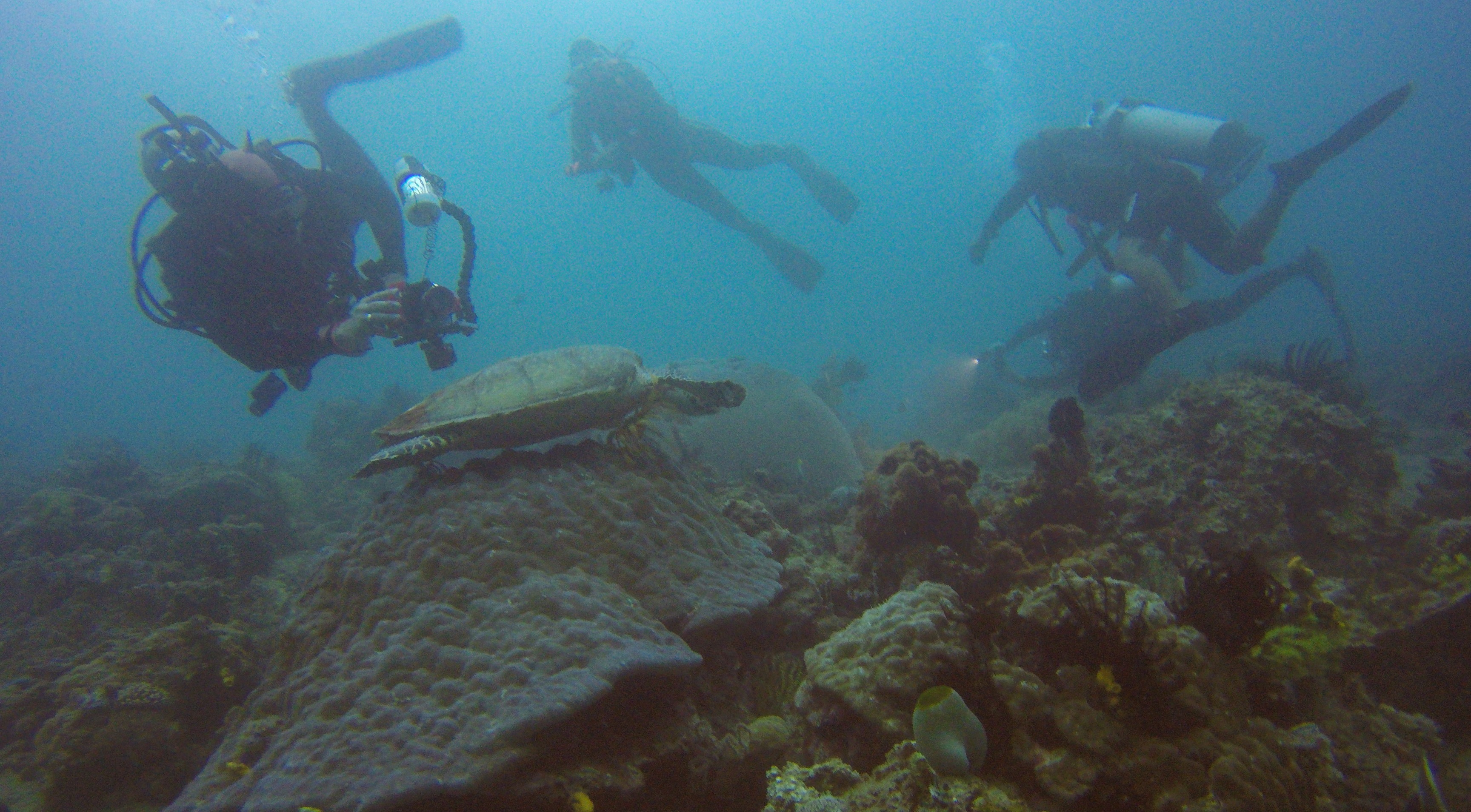 51  Turtle Coming Thru