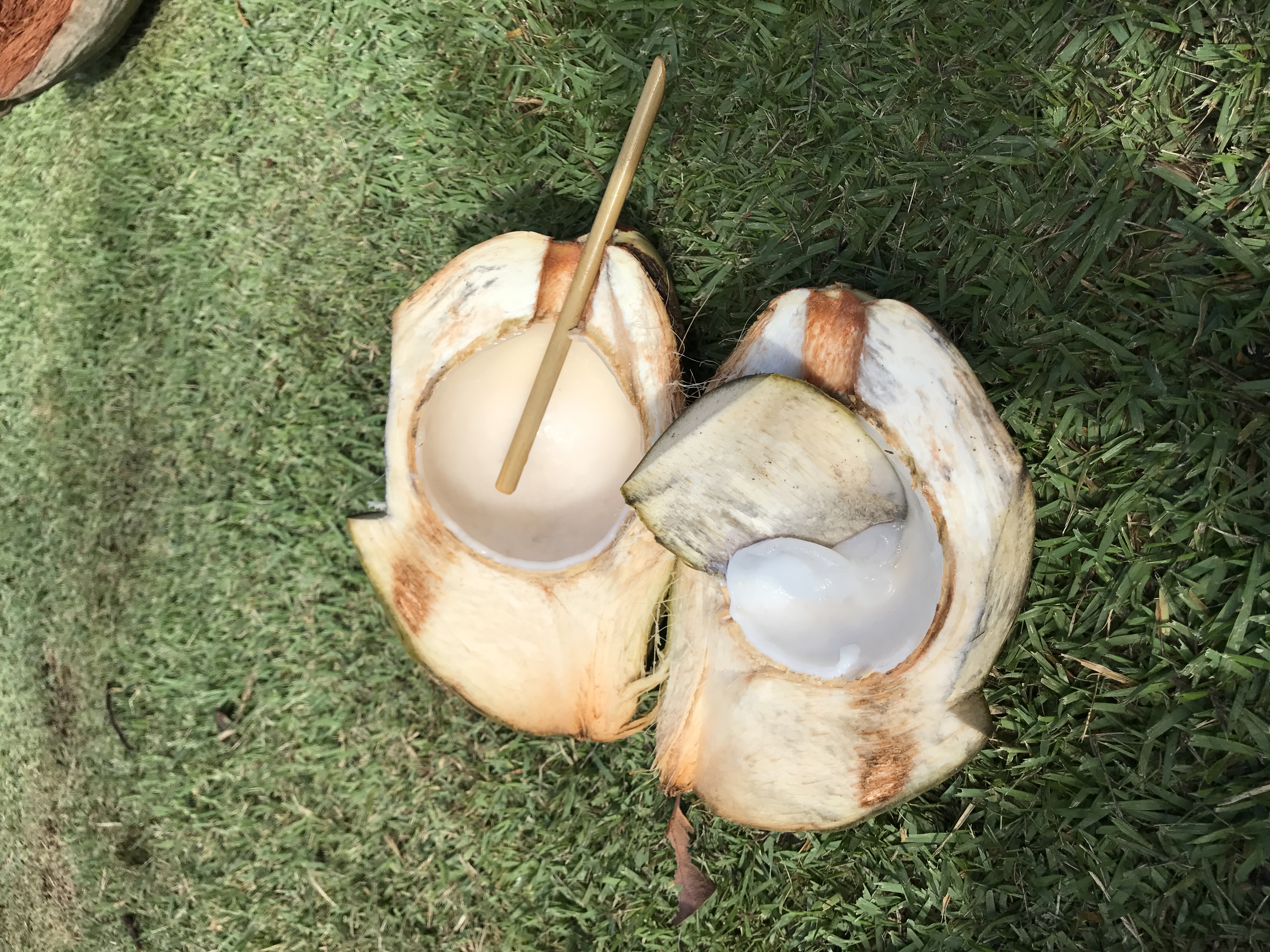 6 Coconut Farm