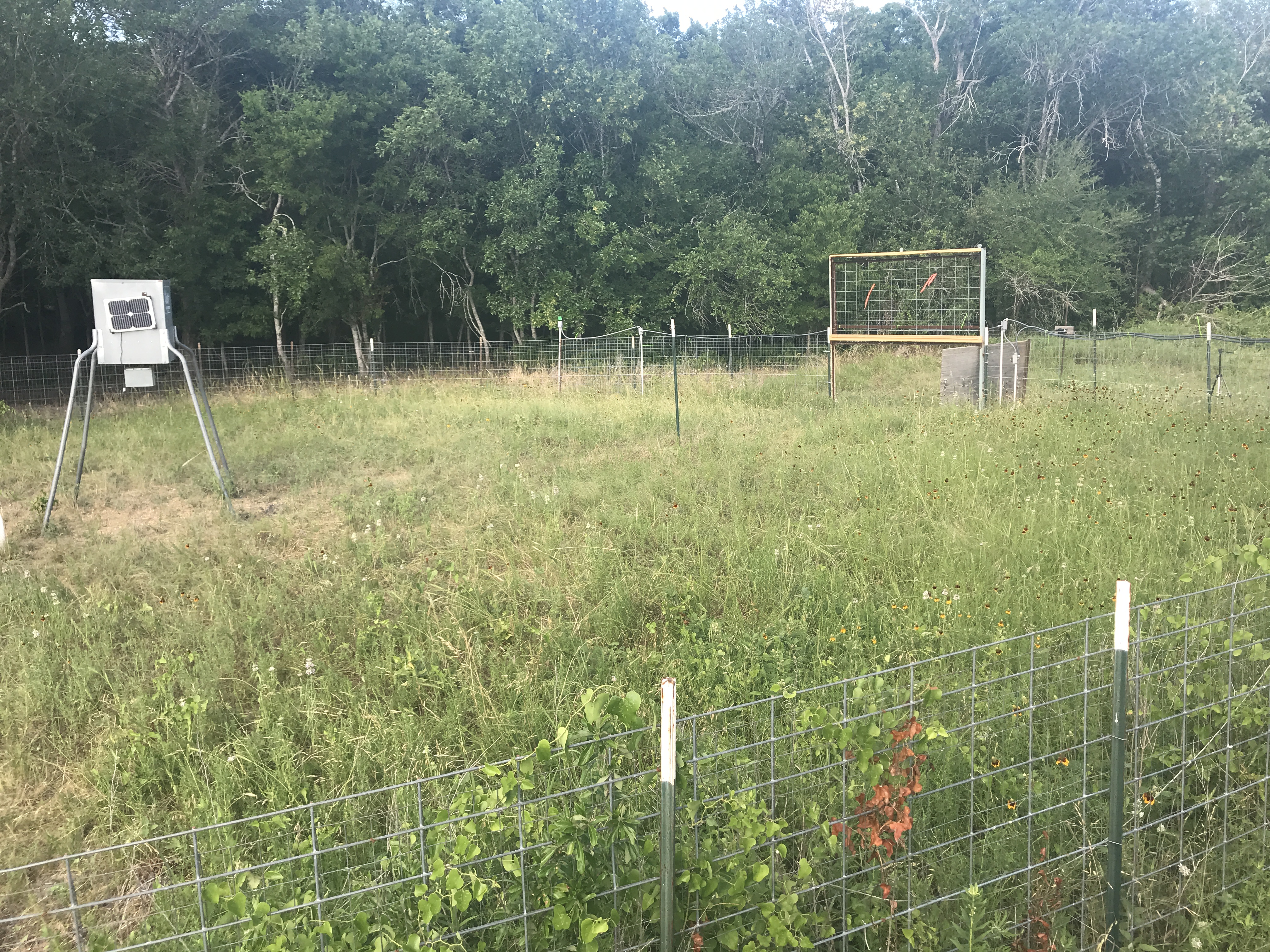 6 - Hog Trap