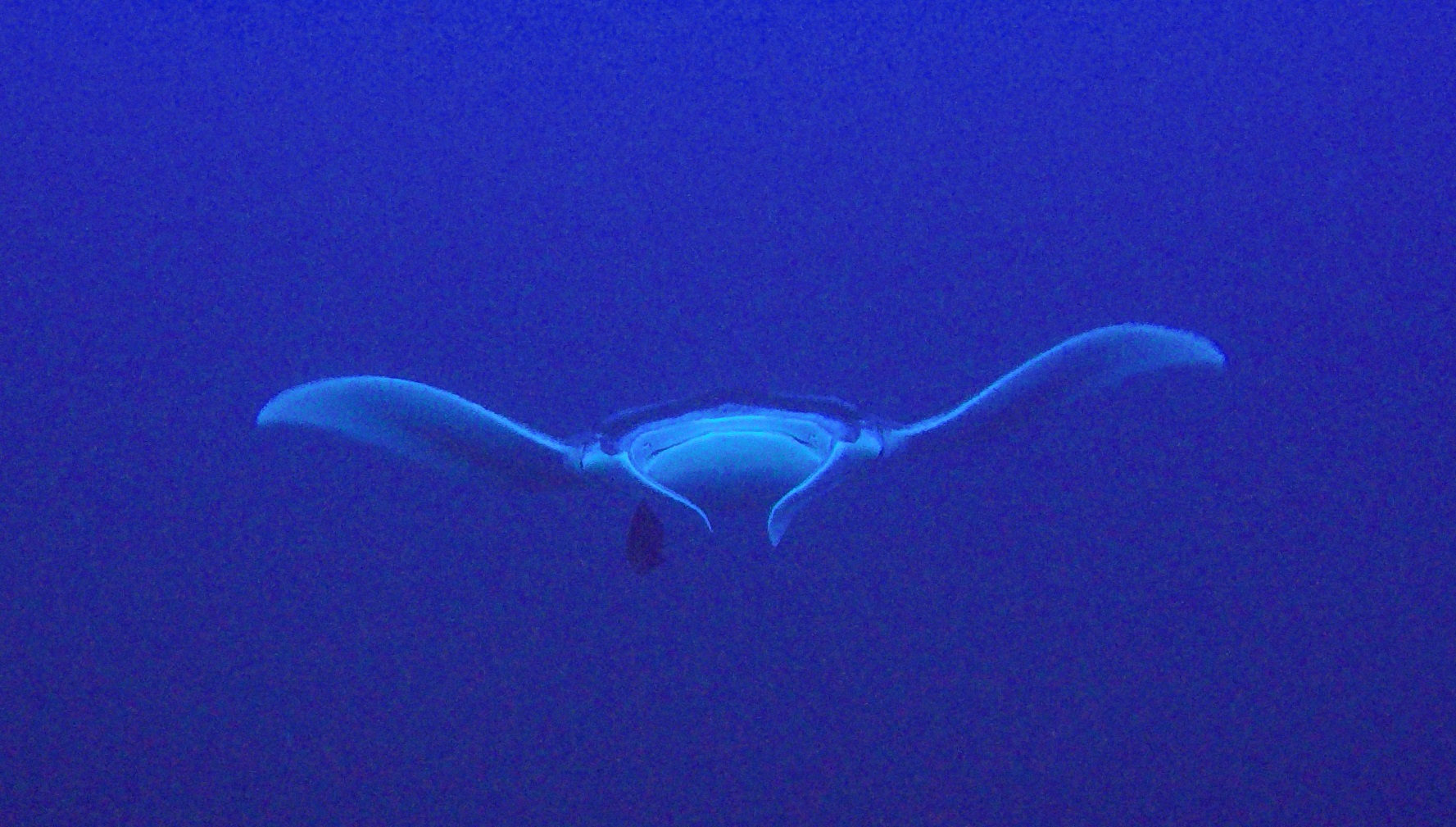 6 Manta On Flower Garden Banks