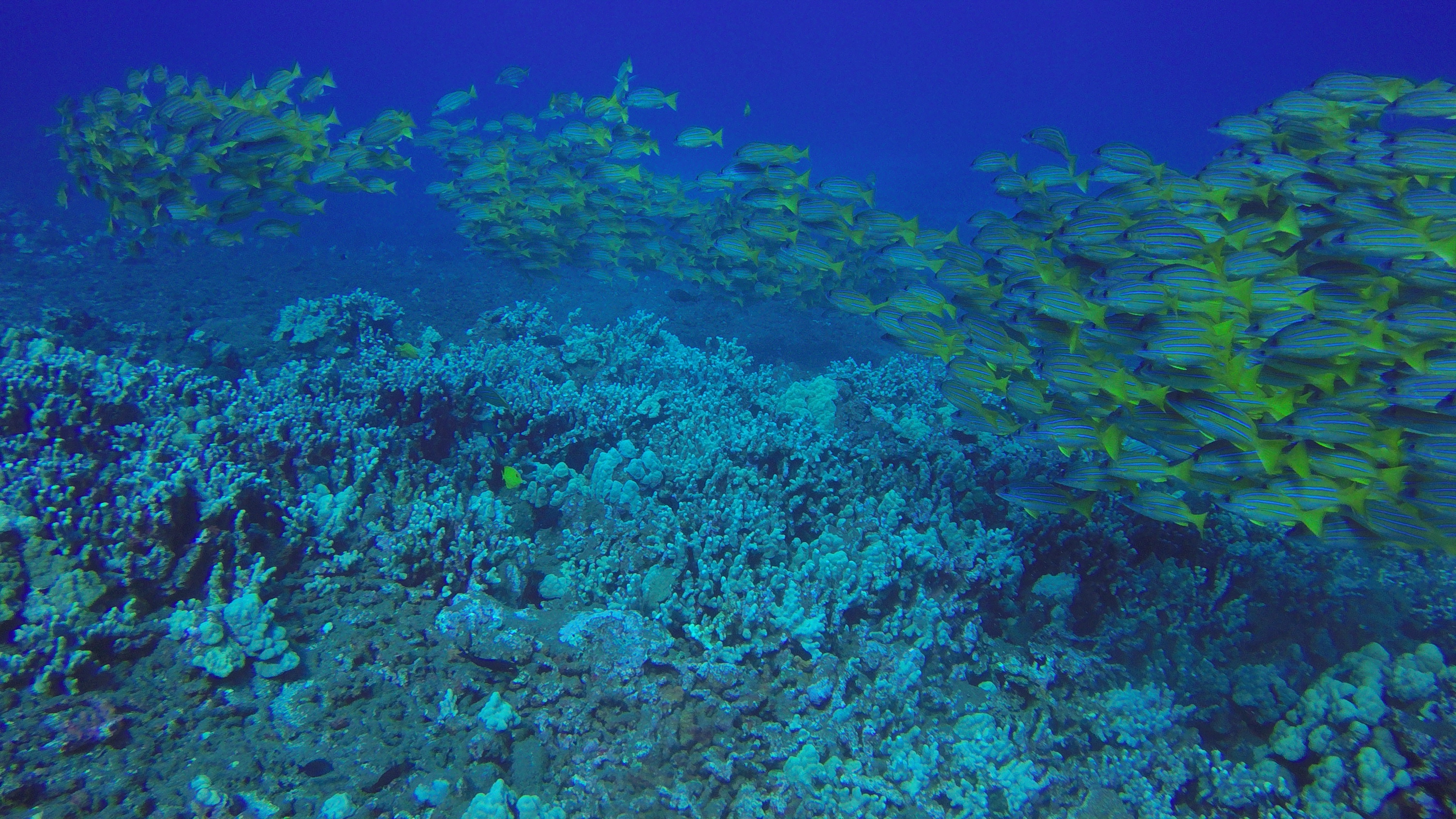 6 Shoal