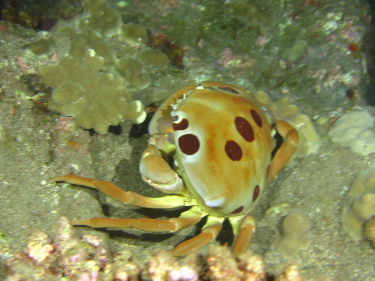 7-11 Crab