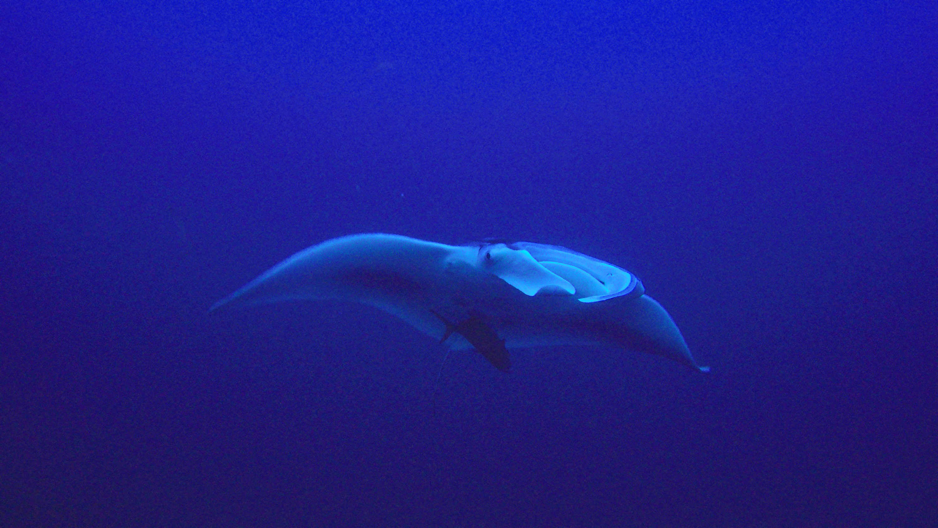 7 Manta On Flower Garden Banks