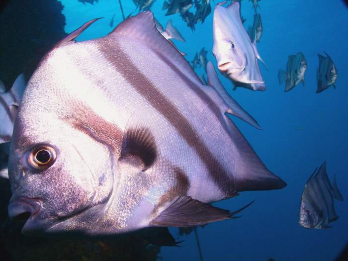 8 Fish on Rig Dive - CROP