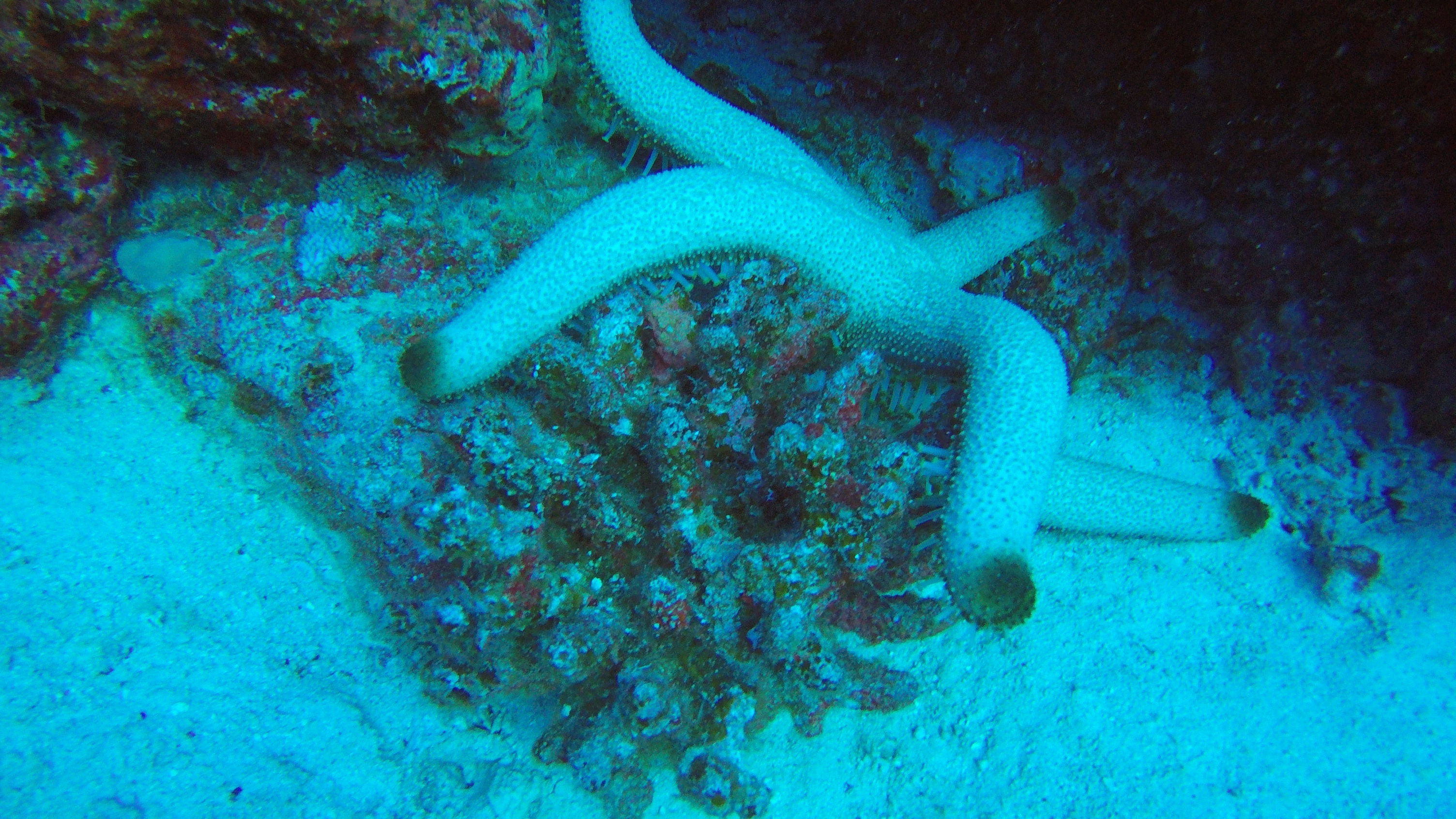 8 Starfish