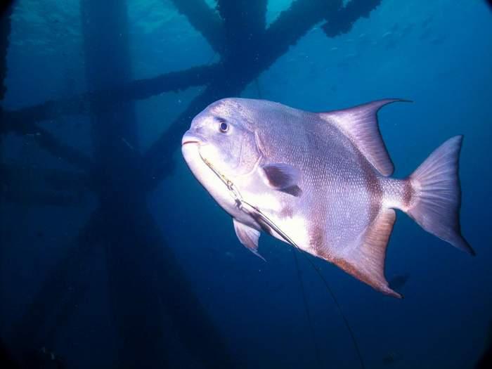 9 Fish on hook on Rig Dive CROP
