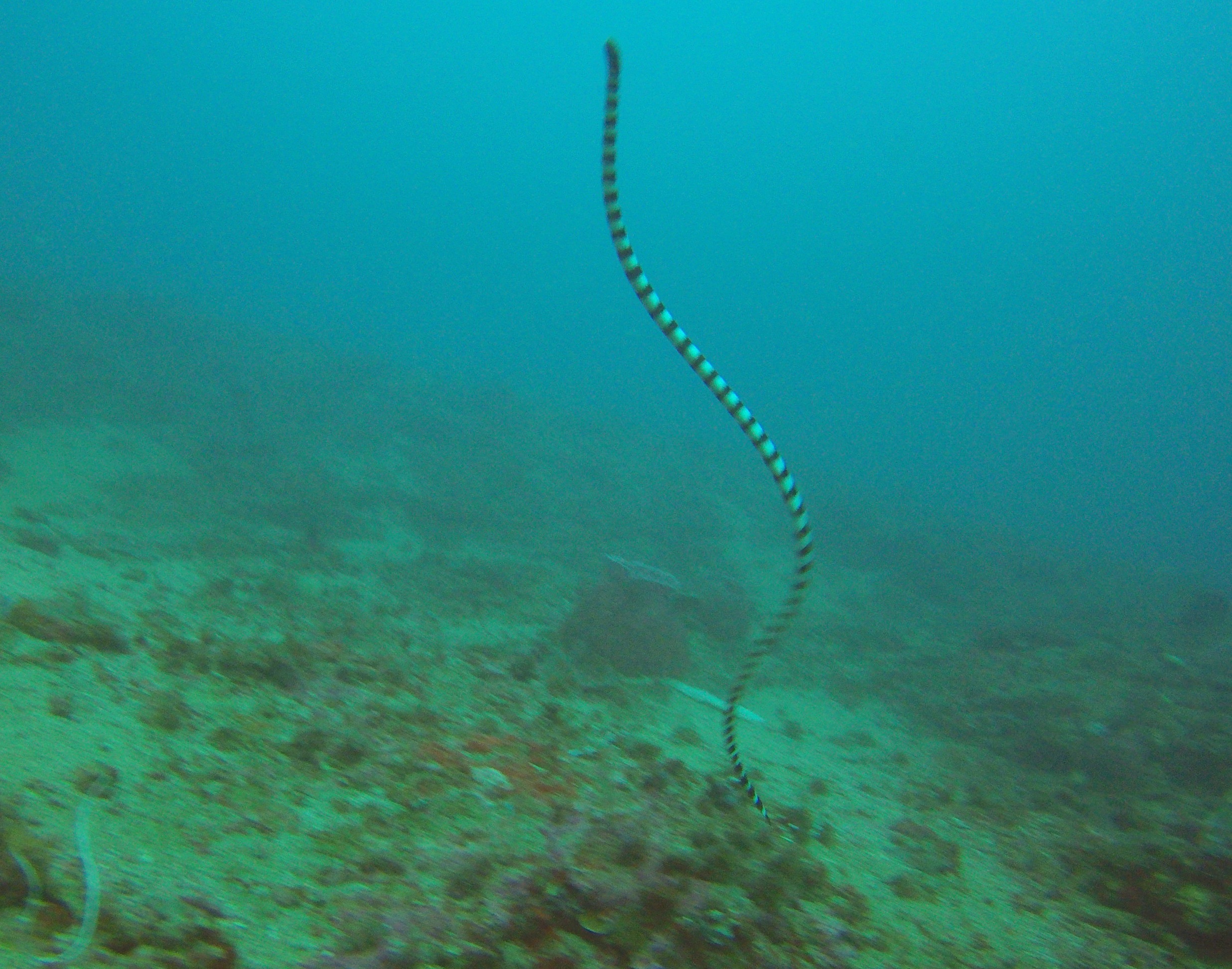 9  Seasnake