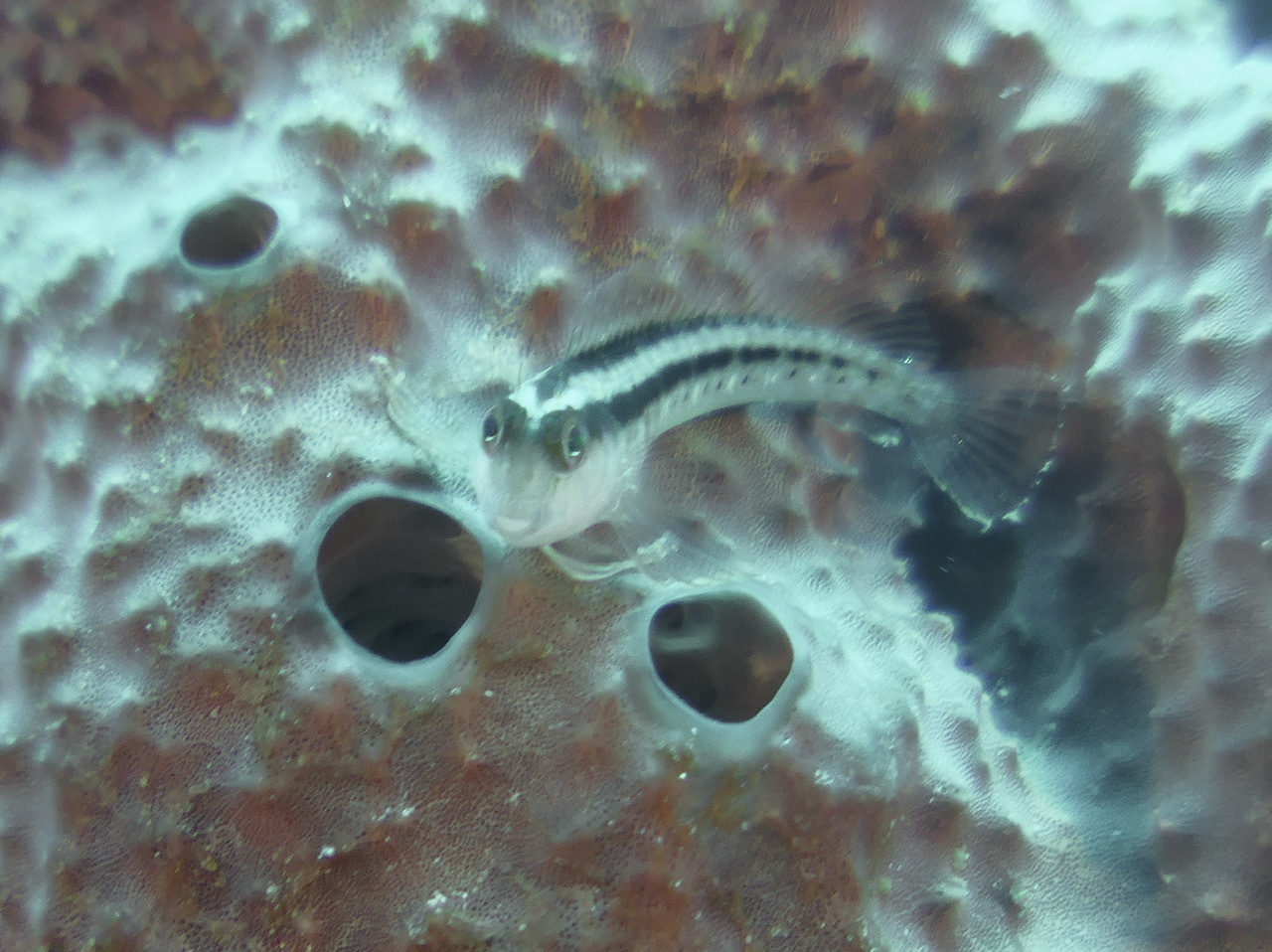 98C747BE-BD27-4184-B947-706AC34CB3E7