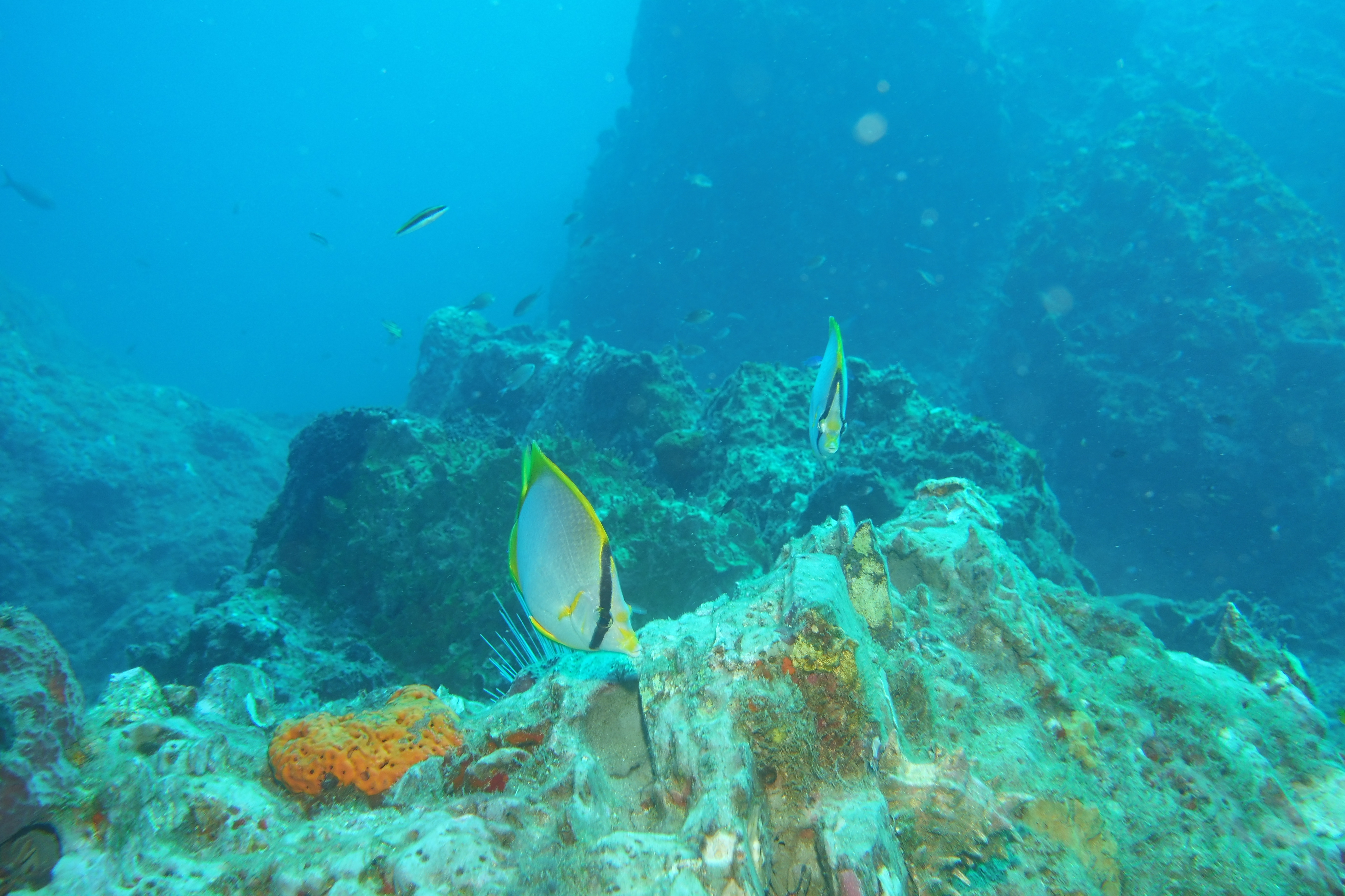 a couple of Butterfly fish