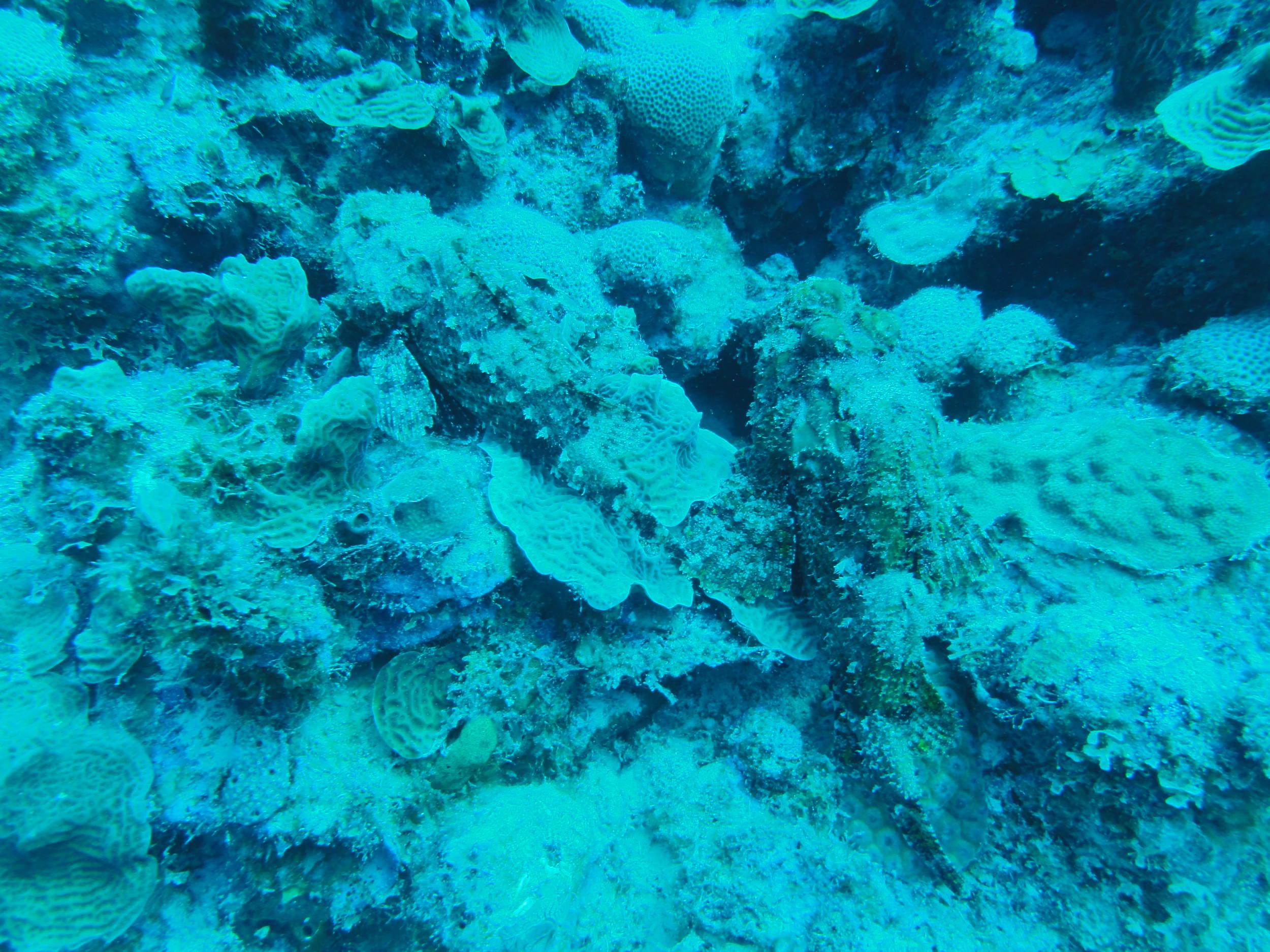 A couple of Scorpion Fish