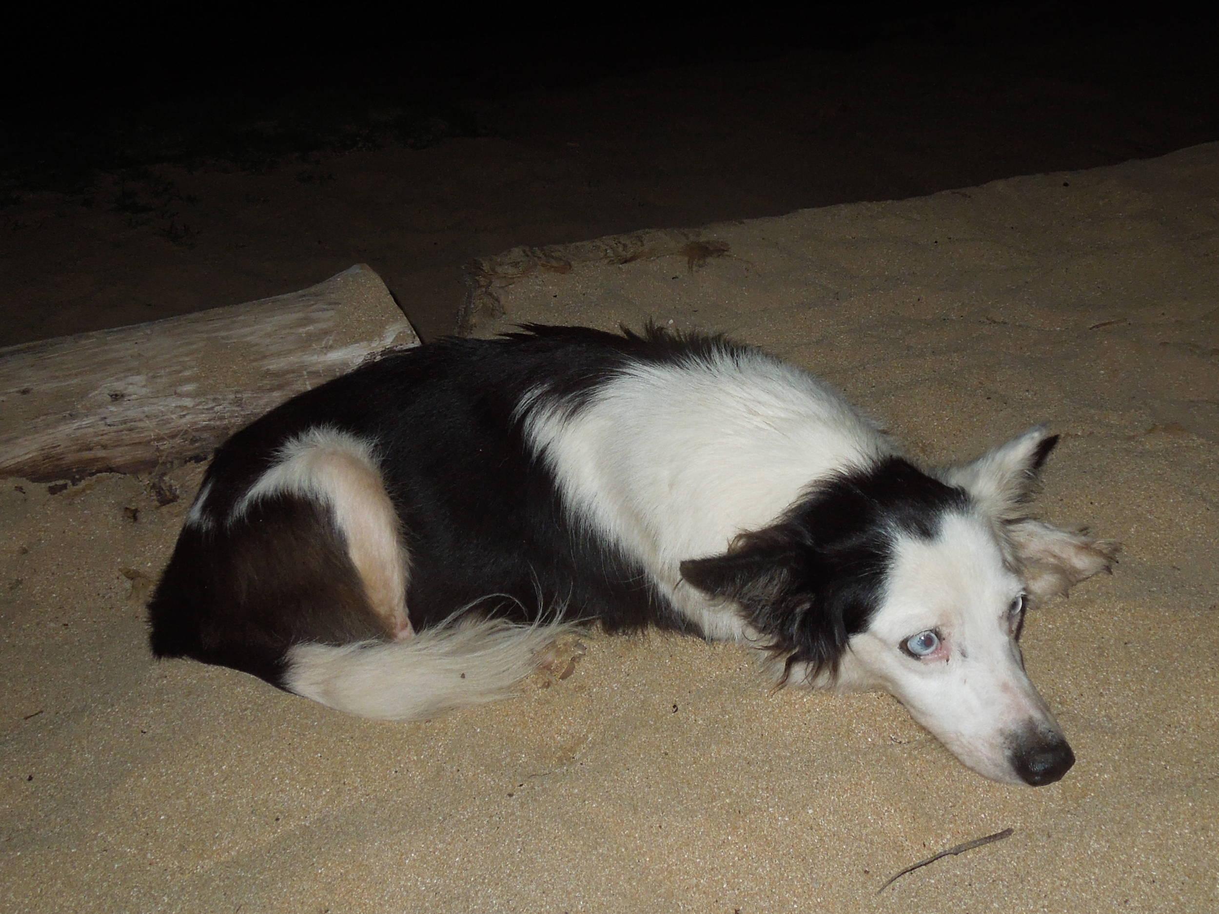 a dog's life