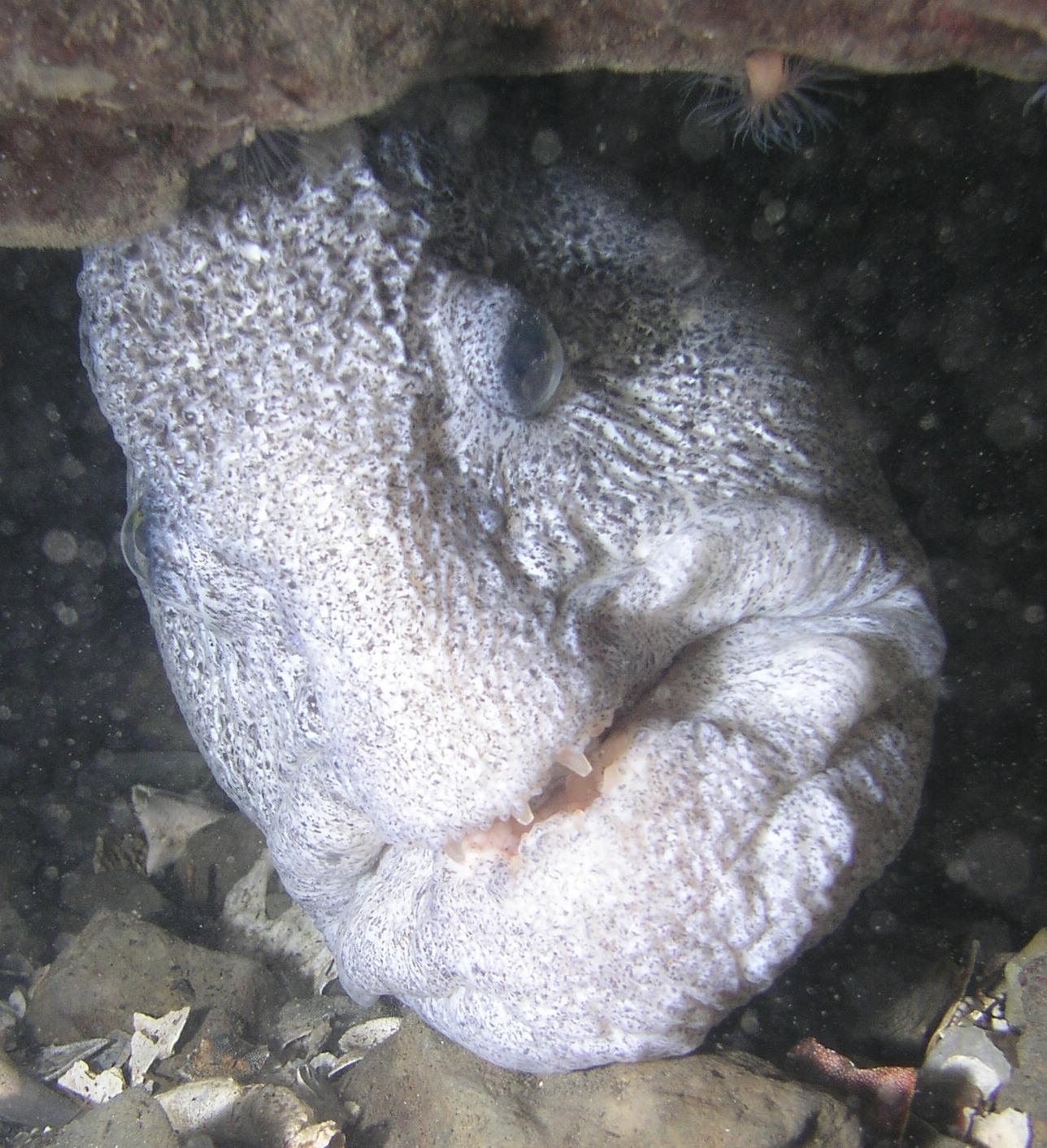 a face only a diver could love