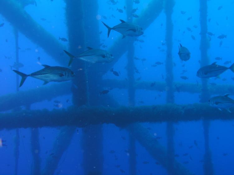 a few fish