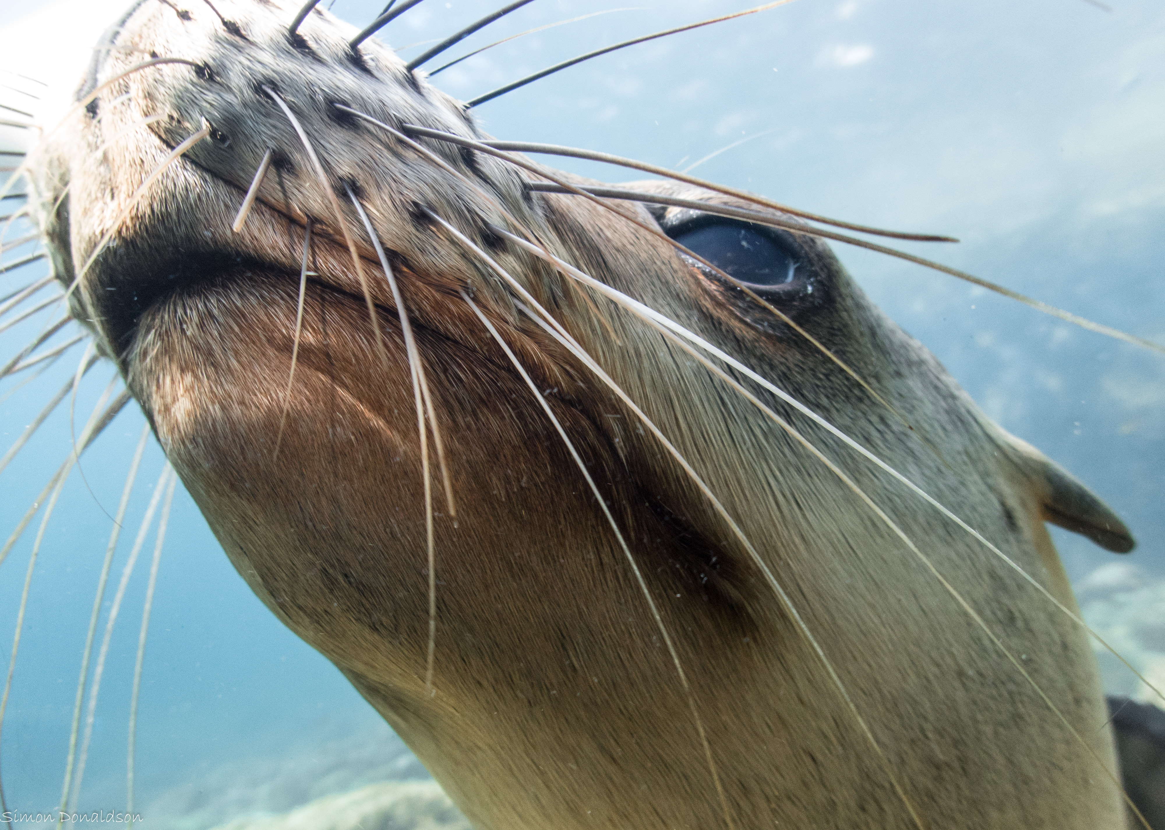 A fine set of whiskers