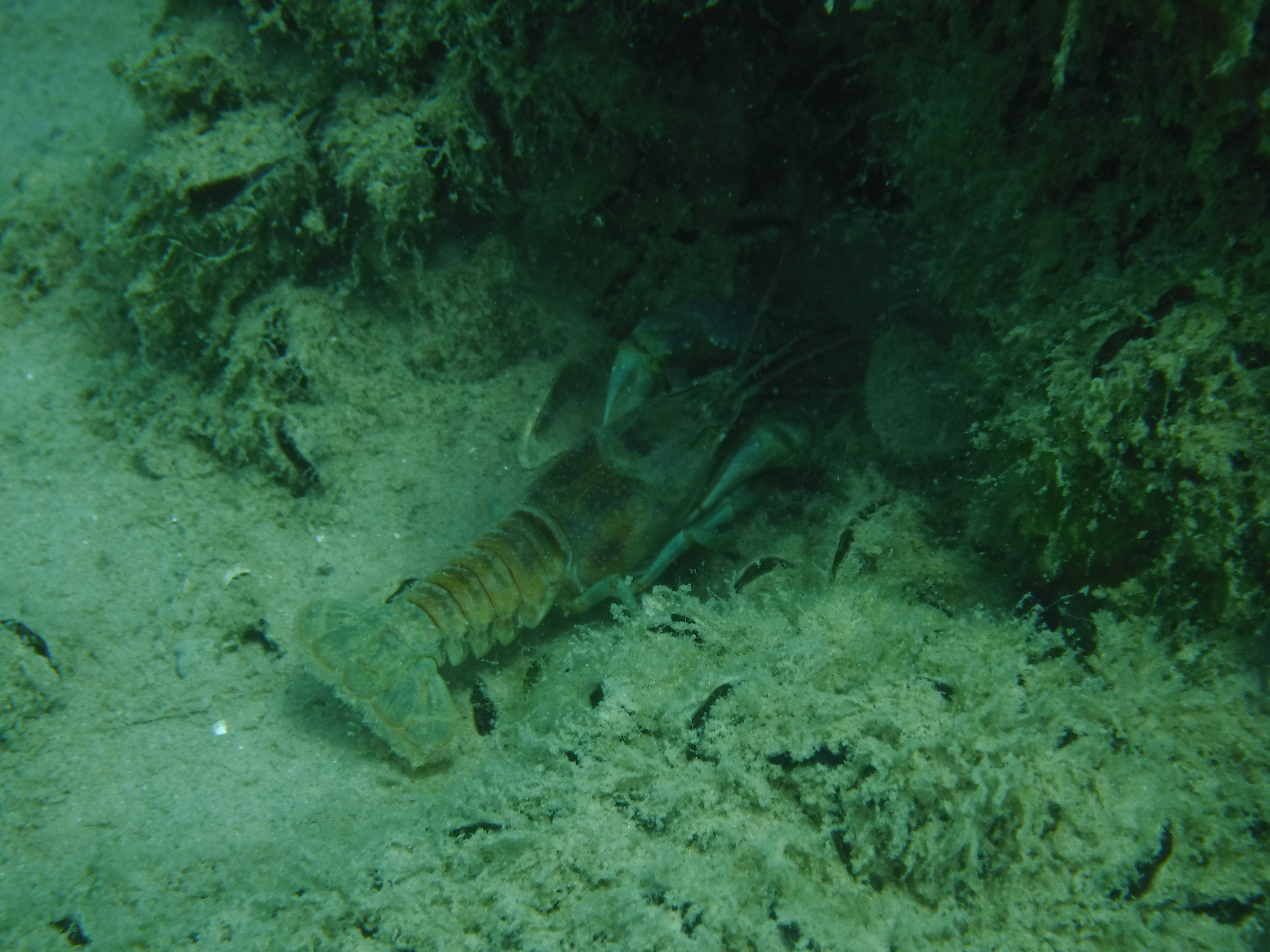 A Live Crawfish - June Elk Rapids, MI