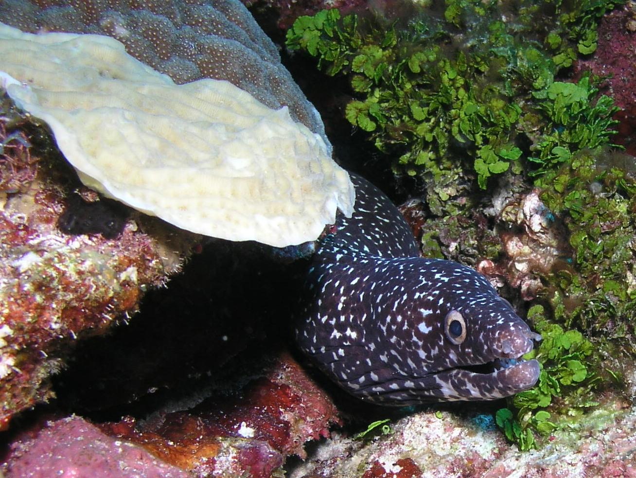 a lonely eel