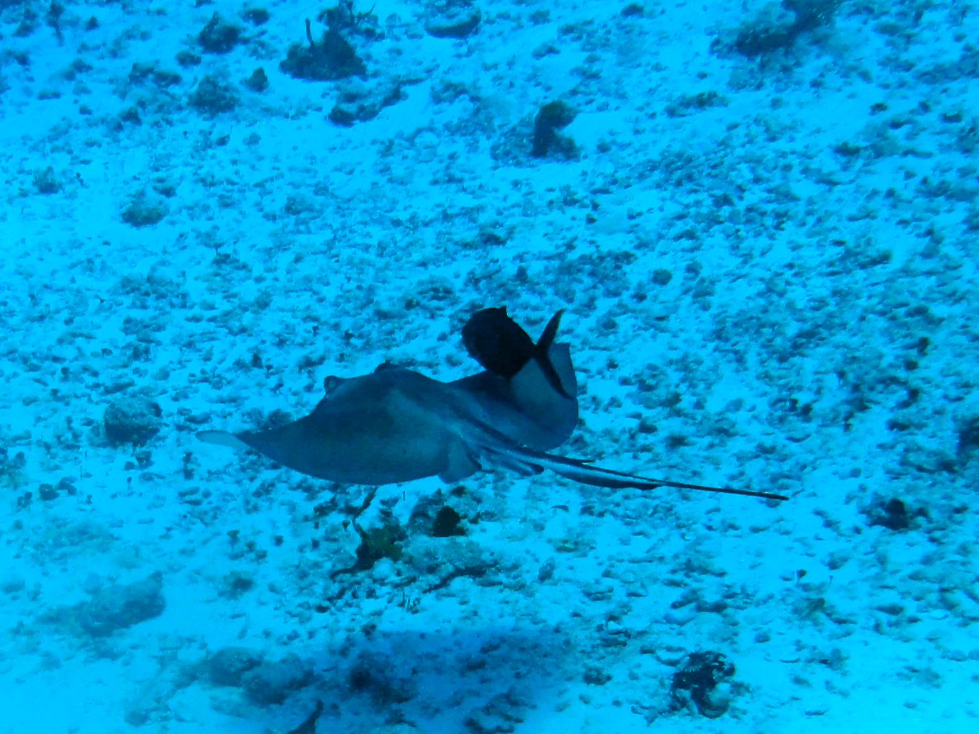 A ray and his buddy, part 1