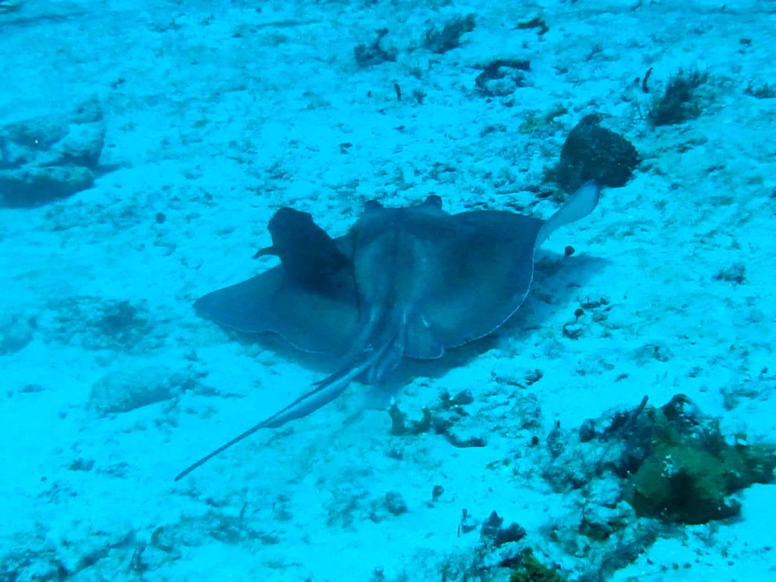 A ray and his buddy, part 2