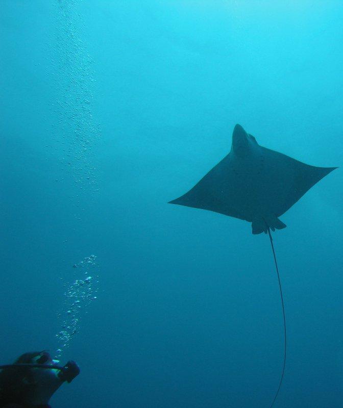 A Really Good trip Leader