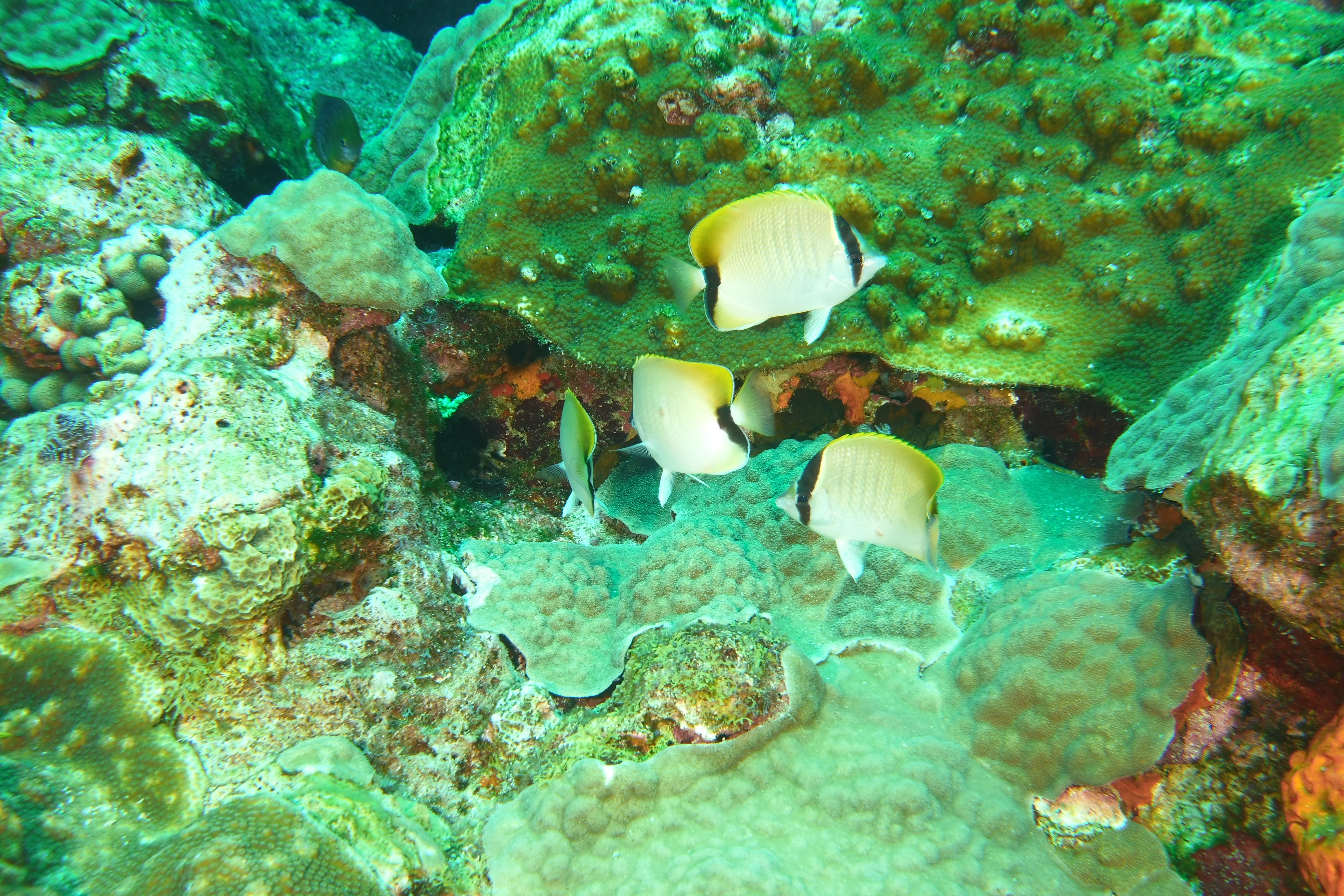 A school of butterfly fish on East Bank #3