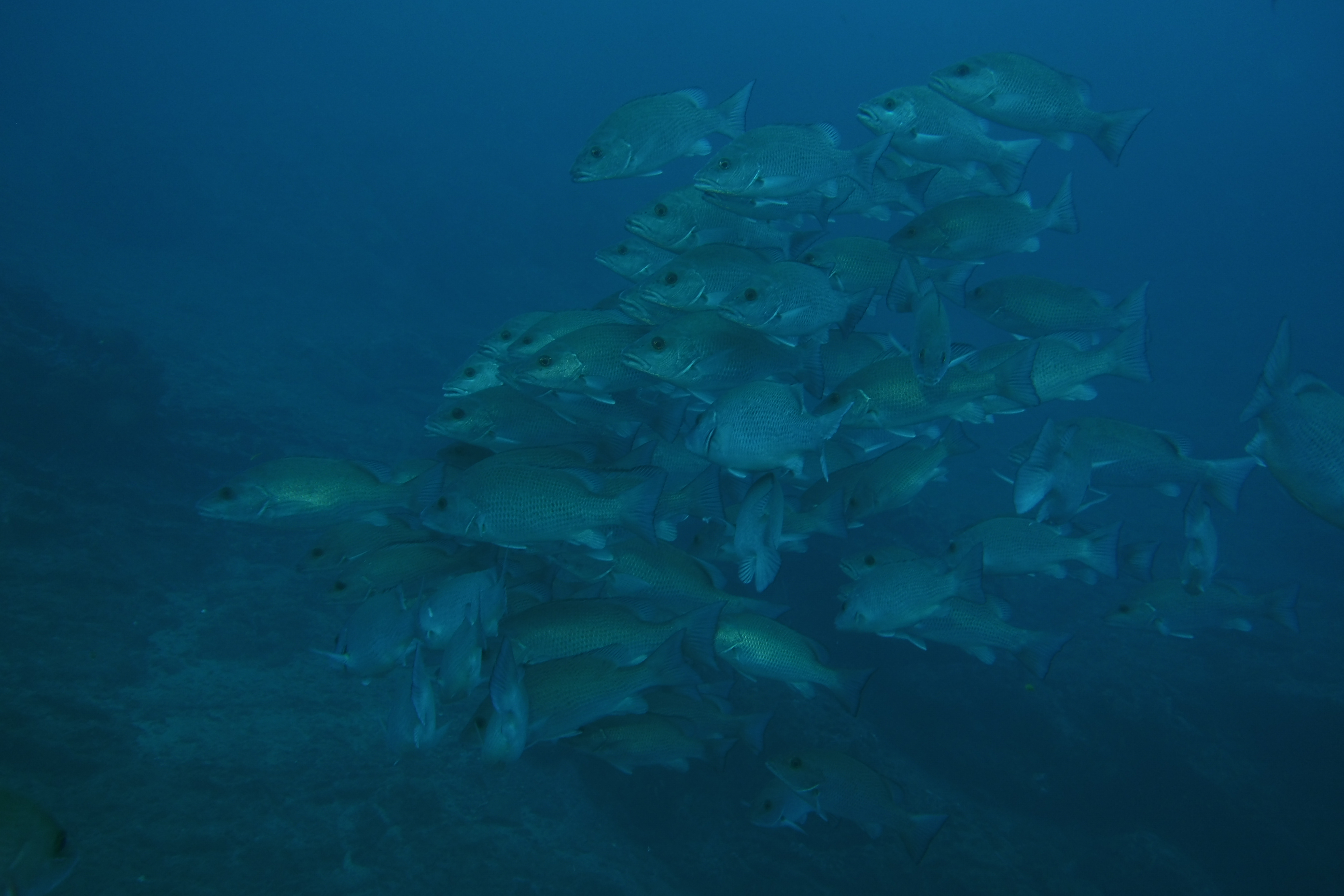 A school of fish - red snapper I think