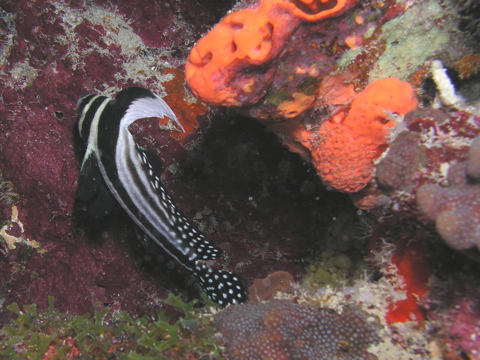 Adult drum