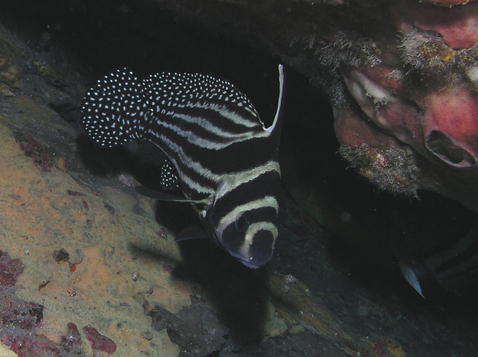 Adult drum