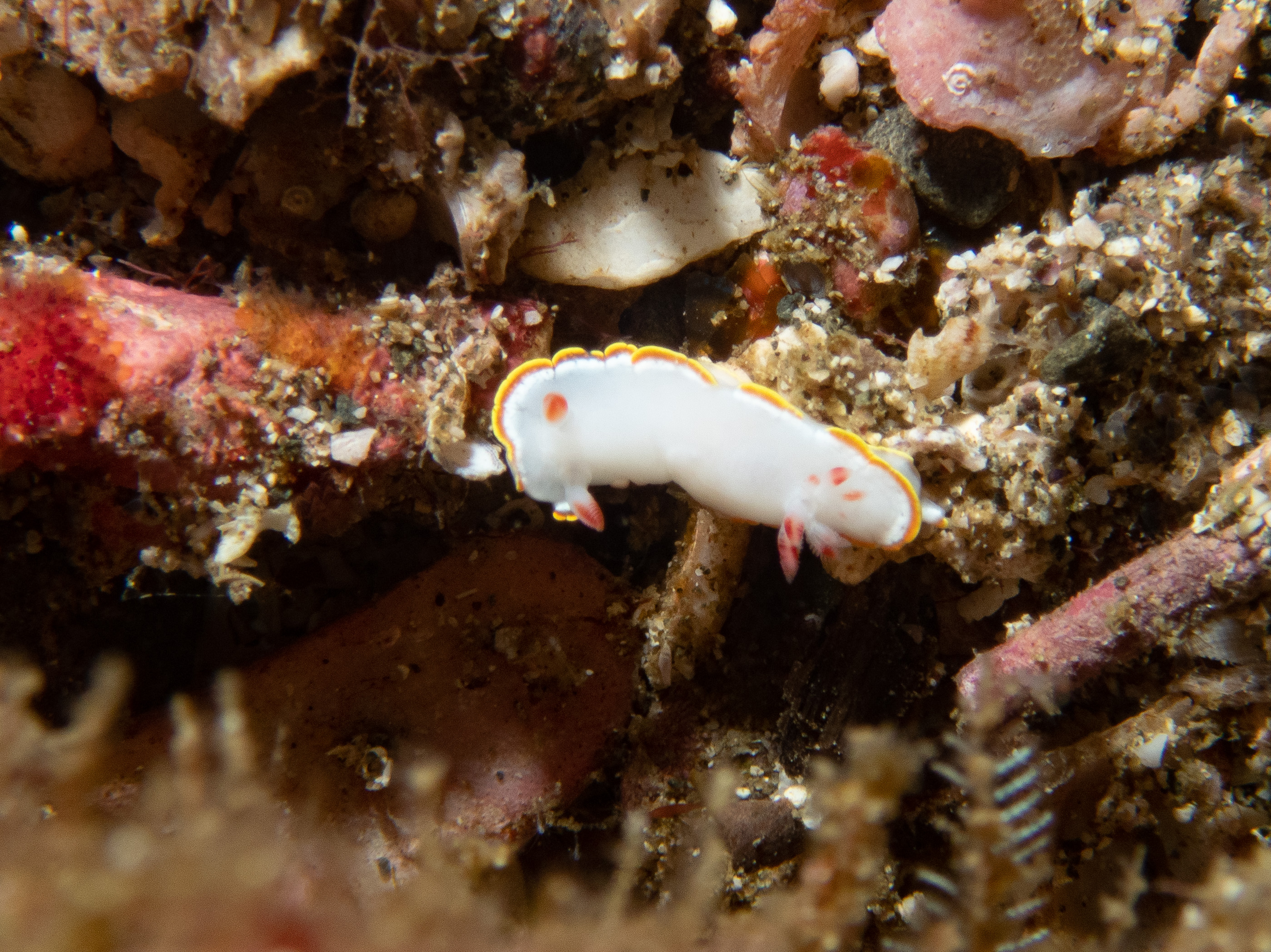 AE0345B6-A862-41C7-A18E-C3F49E8B35C5