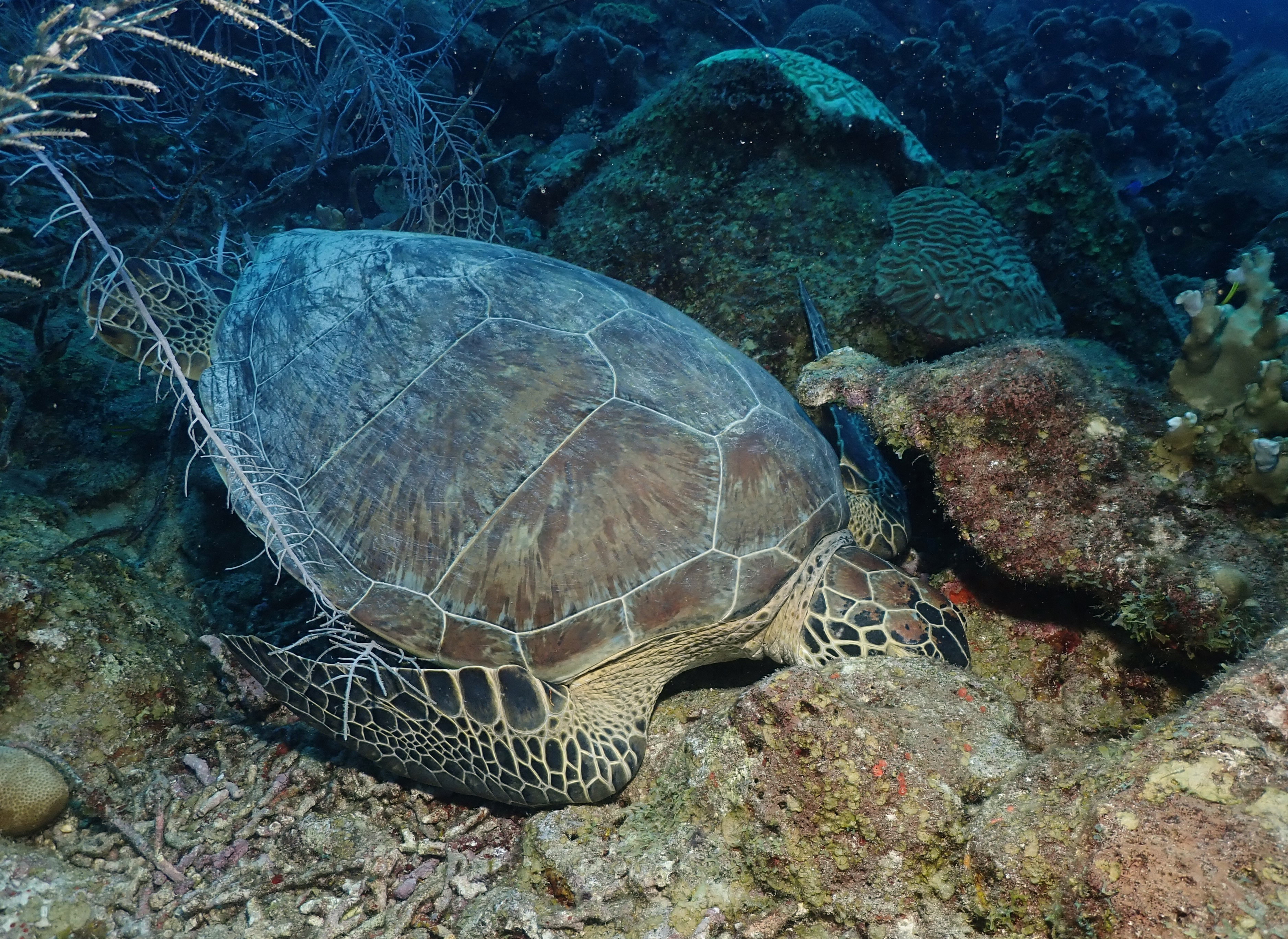 After a long night on the reef